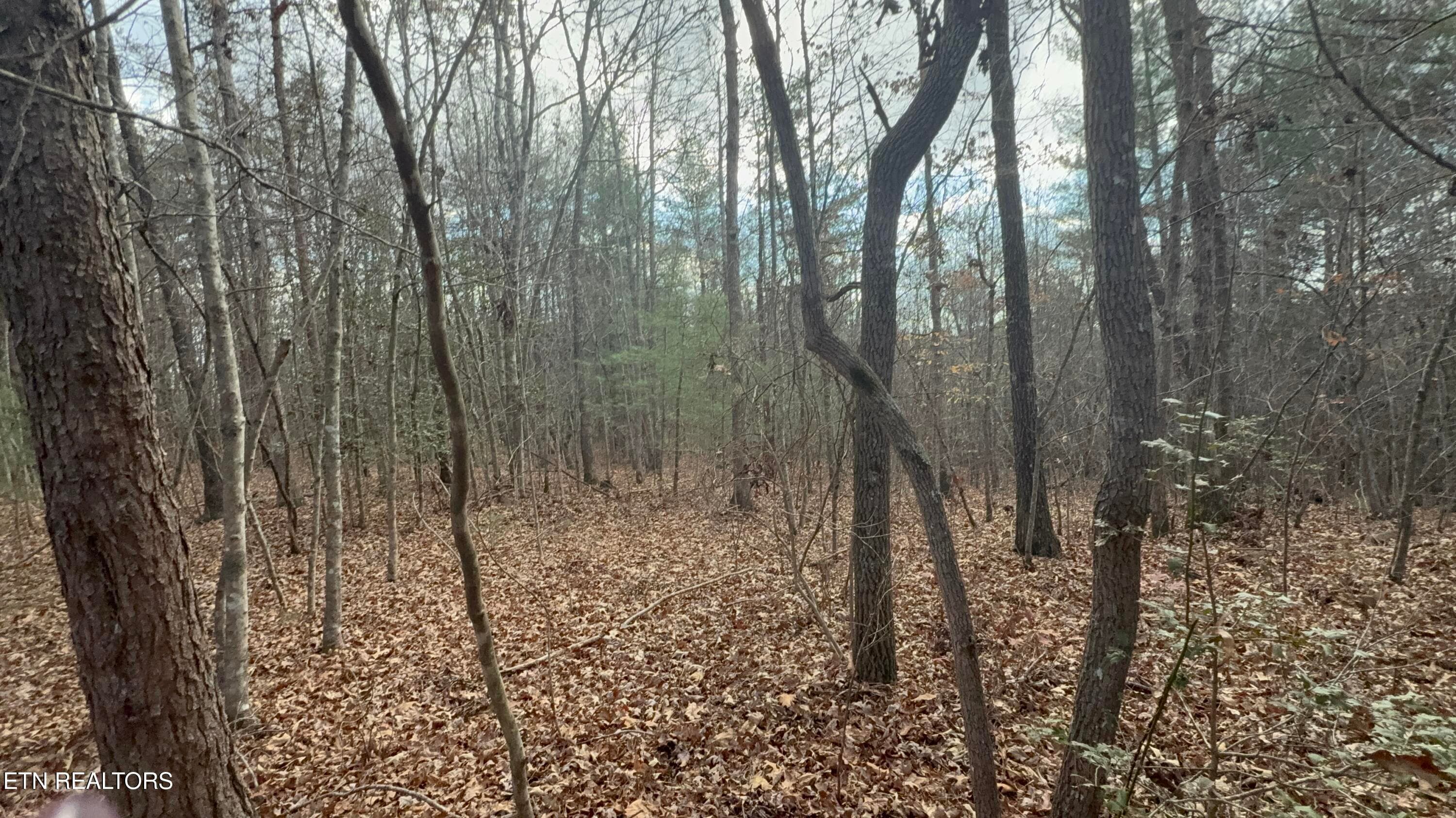 IMG_5894 - Valerie Drive 10.77 acres Drive, Deer Lodge, TN 37726, Deer Lodge