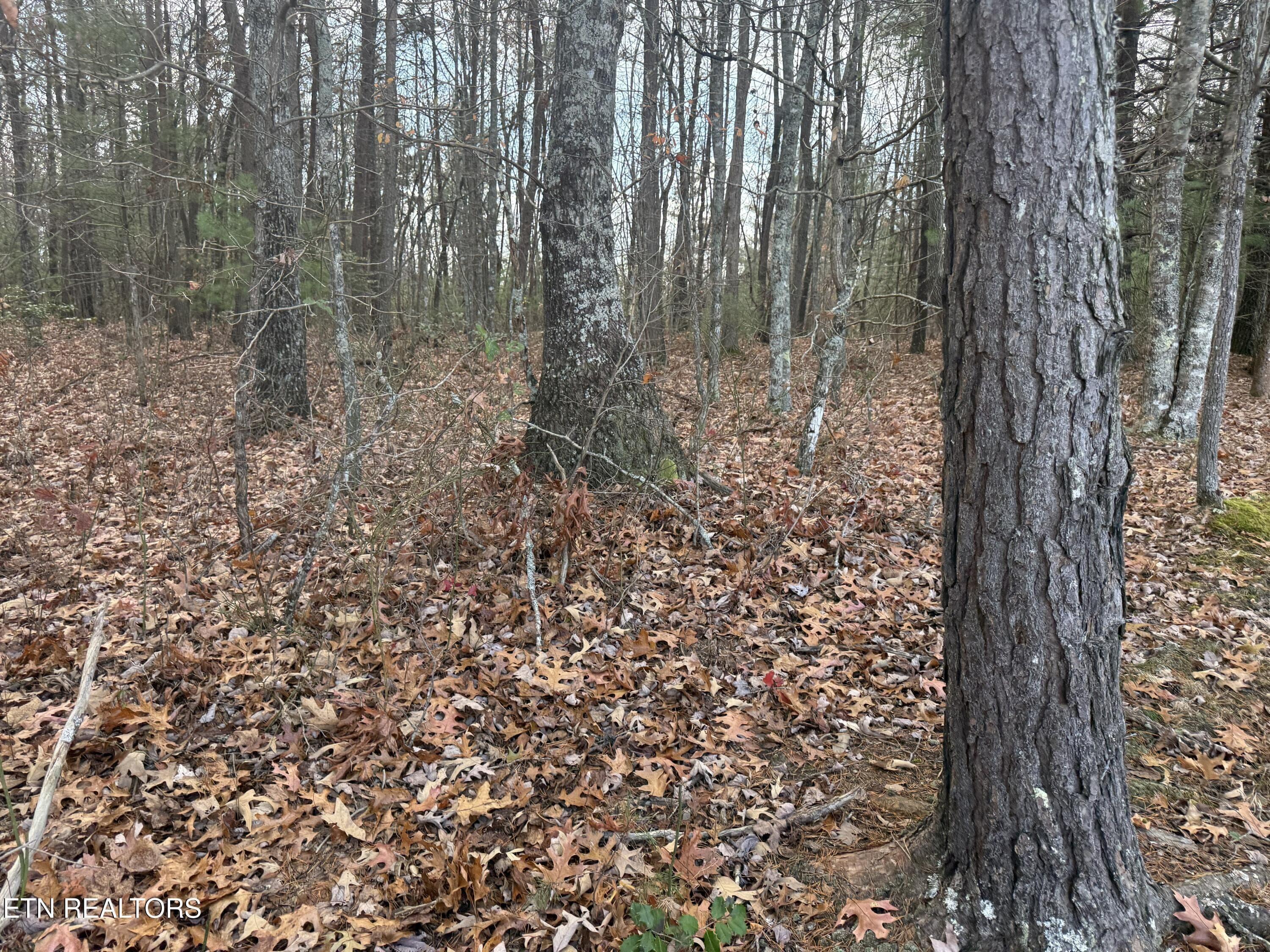 IMG_5902 - Valerie Drive 10.77 acres Drive, Deer Lodge, TN 37726, Deer Lodge
