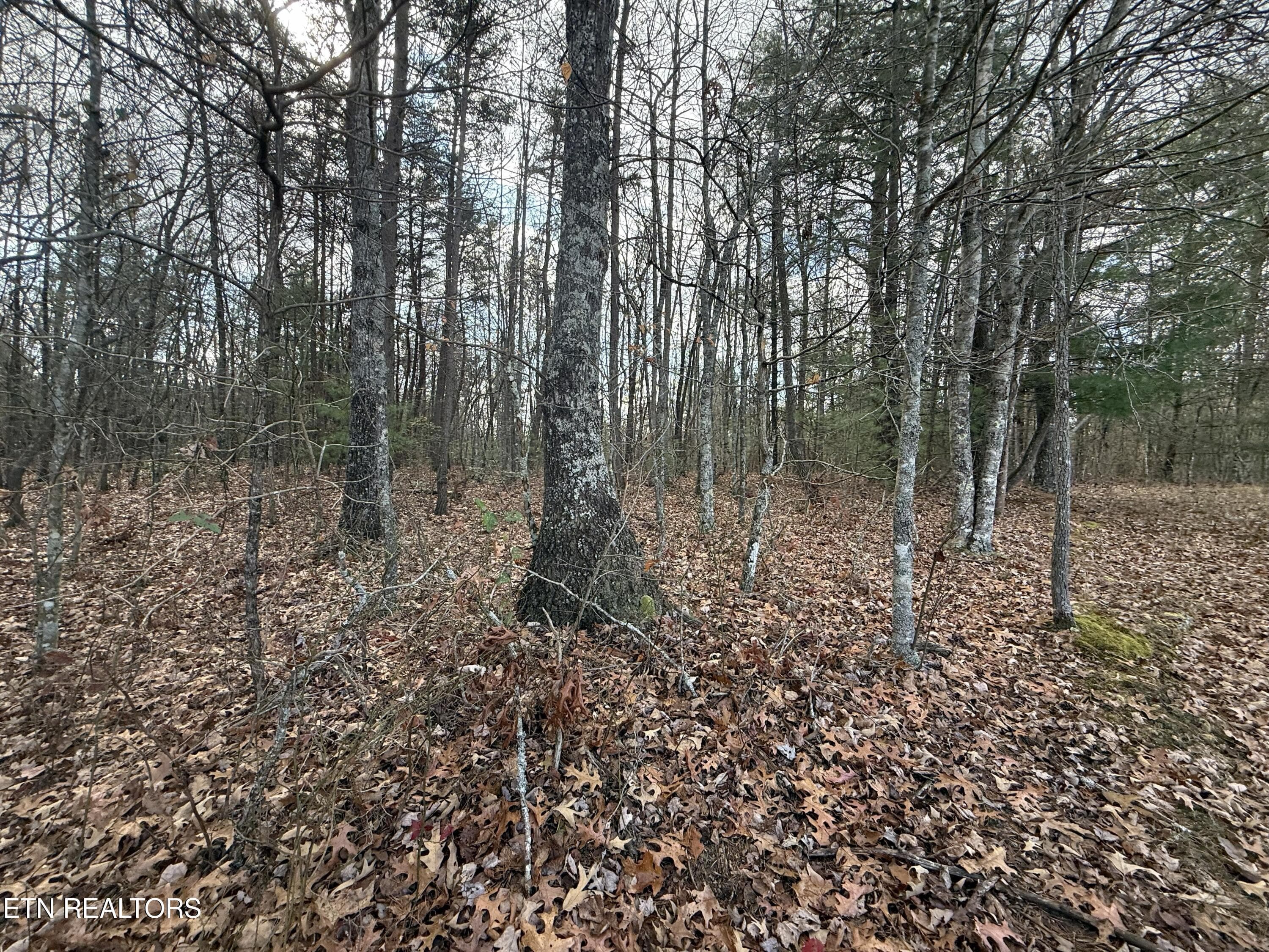 IMG_5903 - Valerie Drive 10.77 acres Drive, Deer Lodge, TN 37726, Deer Lodge