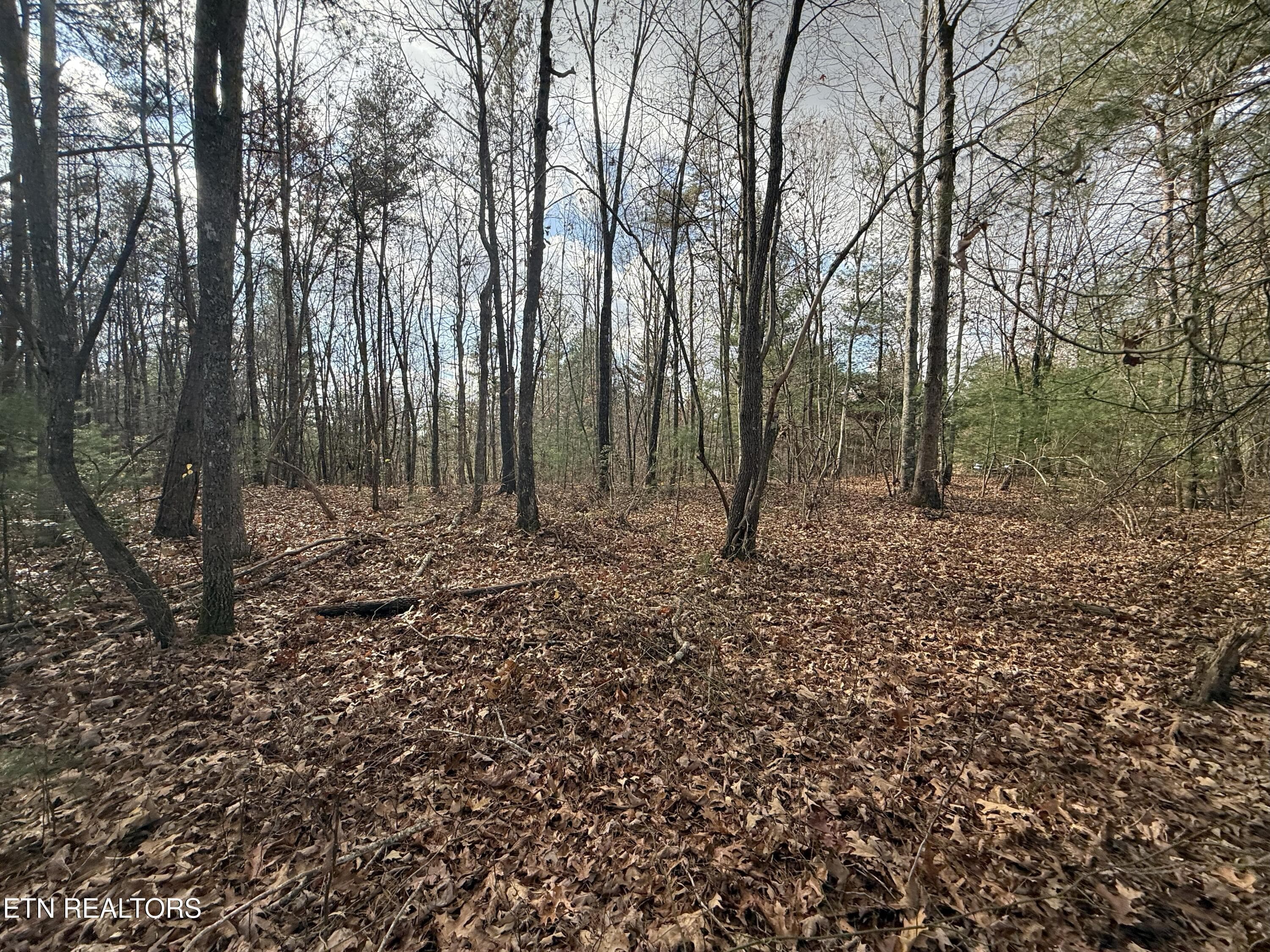 IMG_5906 - Valerie Drive 10.77 acres Drive, Deer Lodge, TN 37726, Deer Lodge