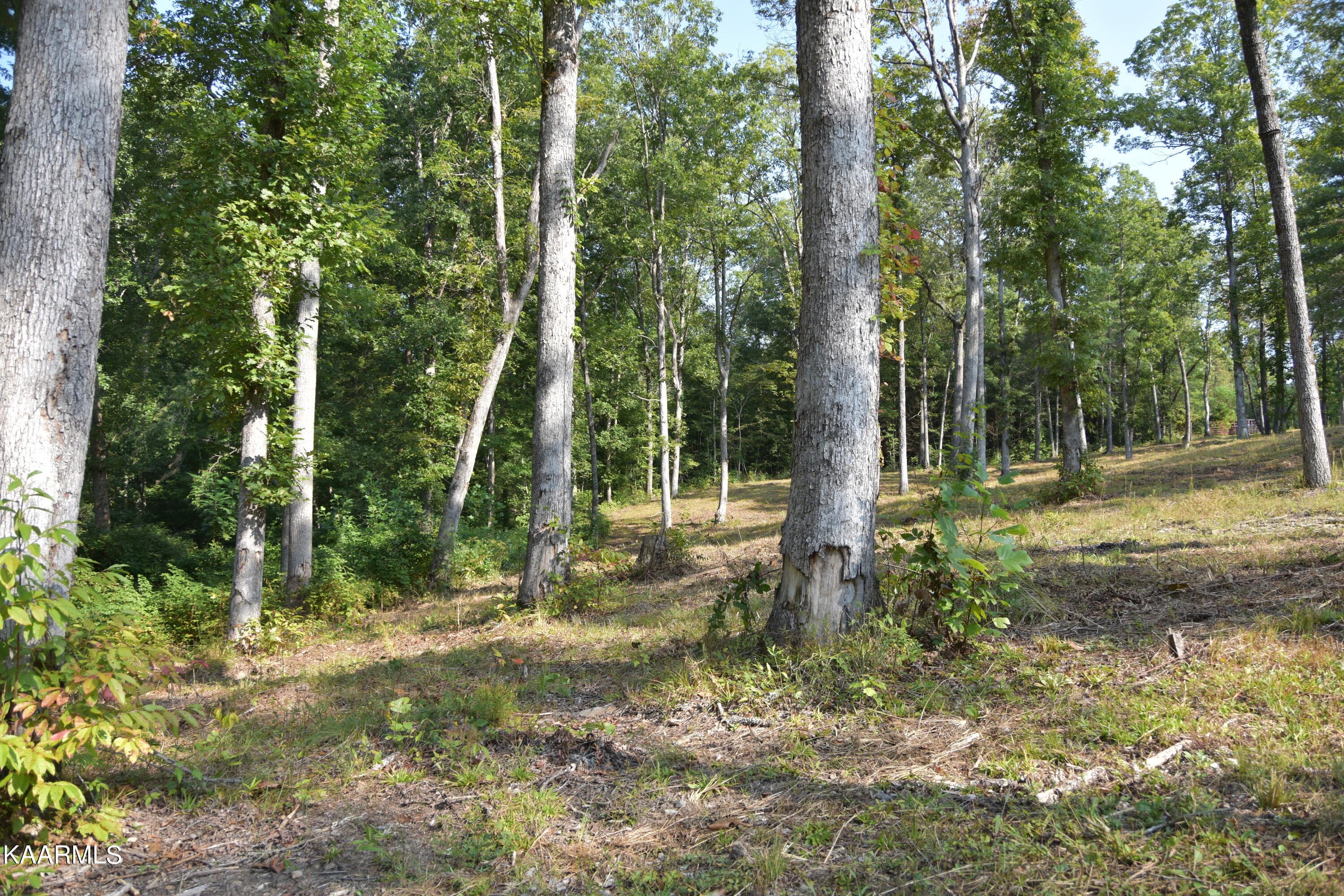 land - 566 William Branch Rd, Lancing, TN 37770
