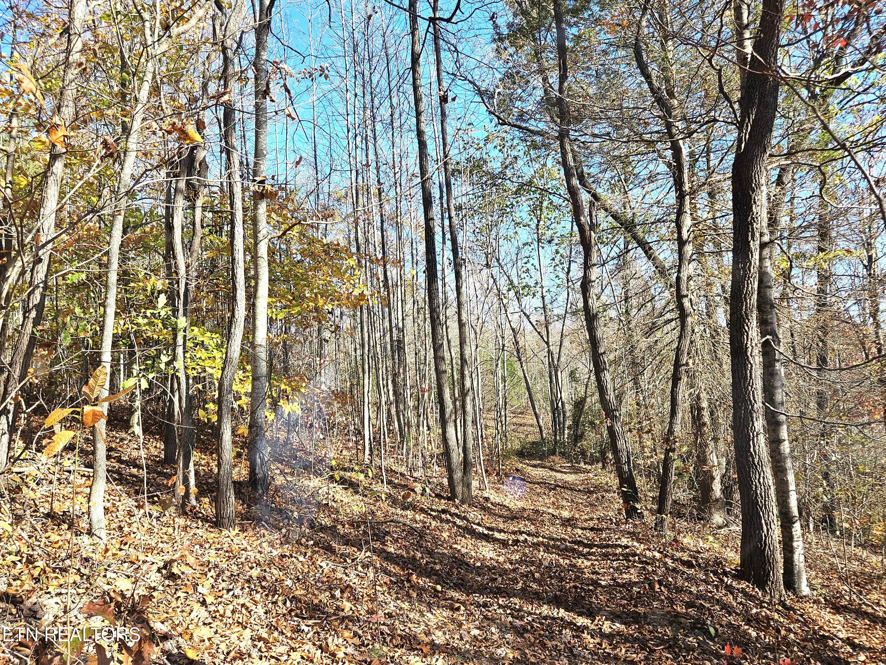 Jamison Property 8 - Walker Rd, Sharps Chapel, TN 37866