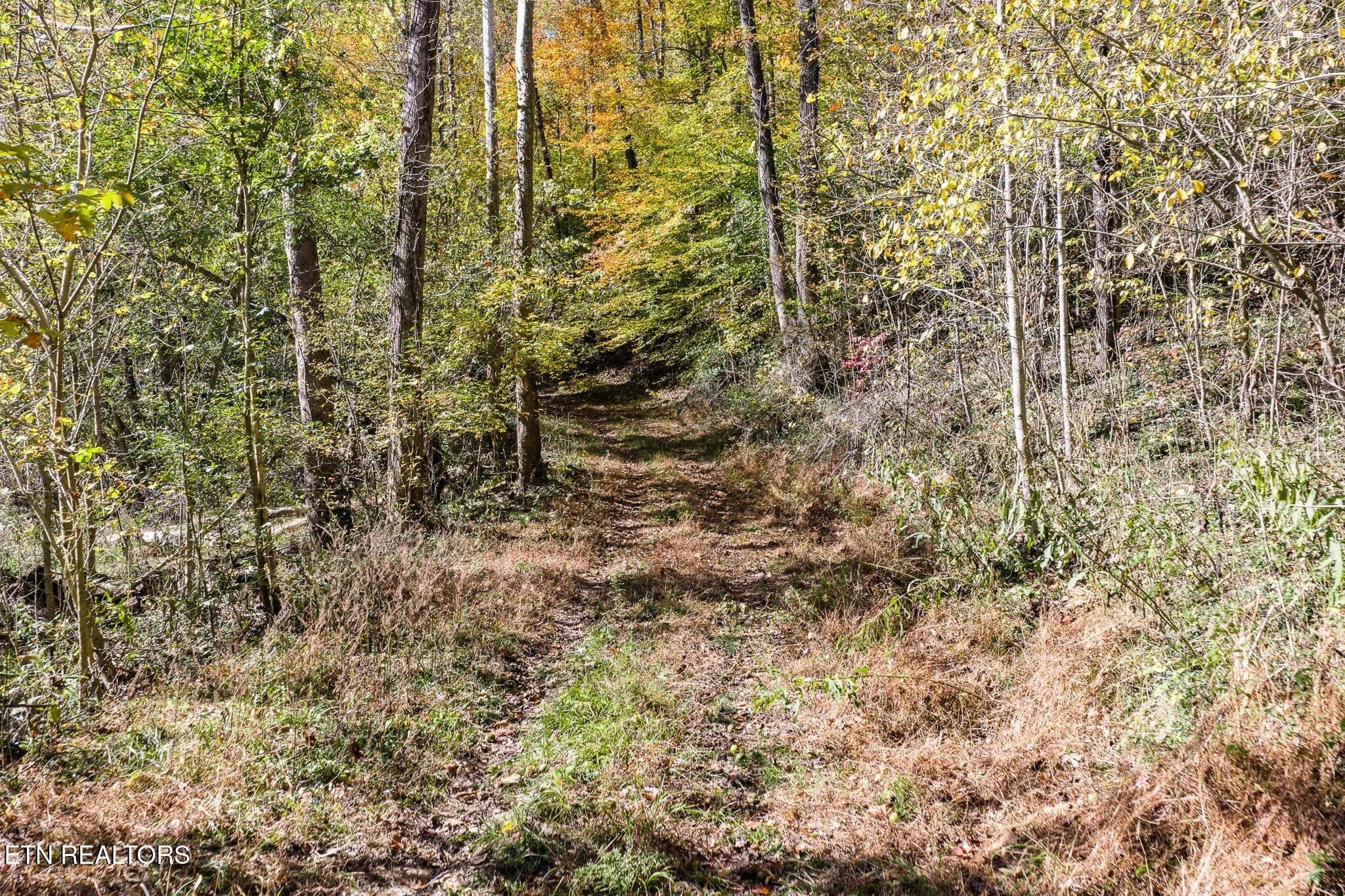 road up the mountain - 8450 Old Highway 28, Pikeville, TN 37367