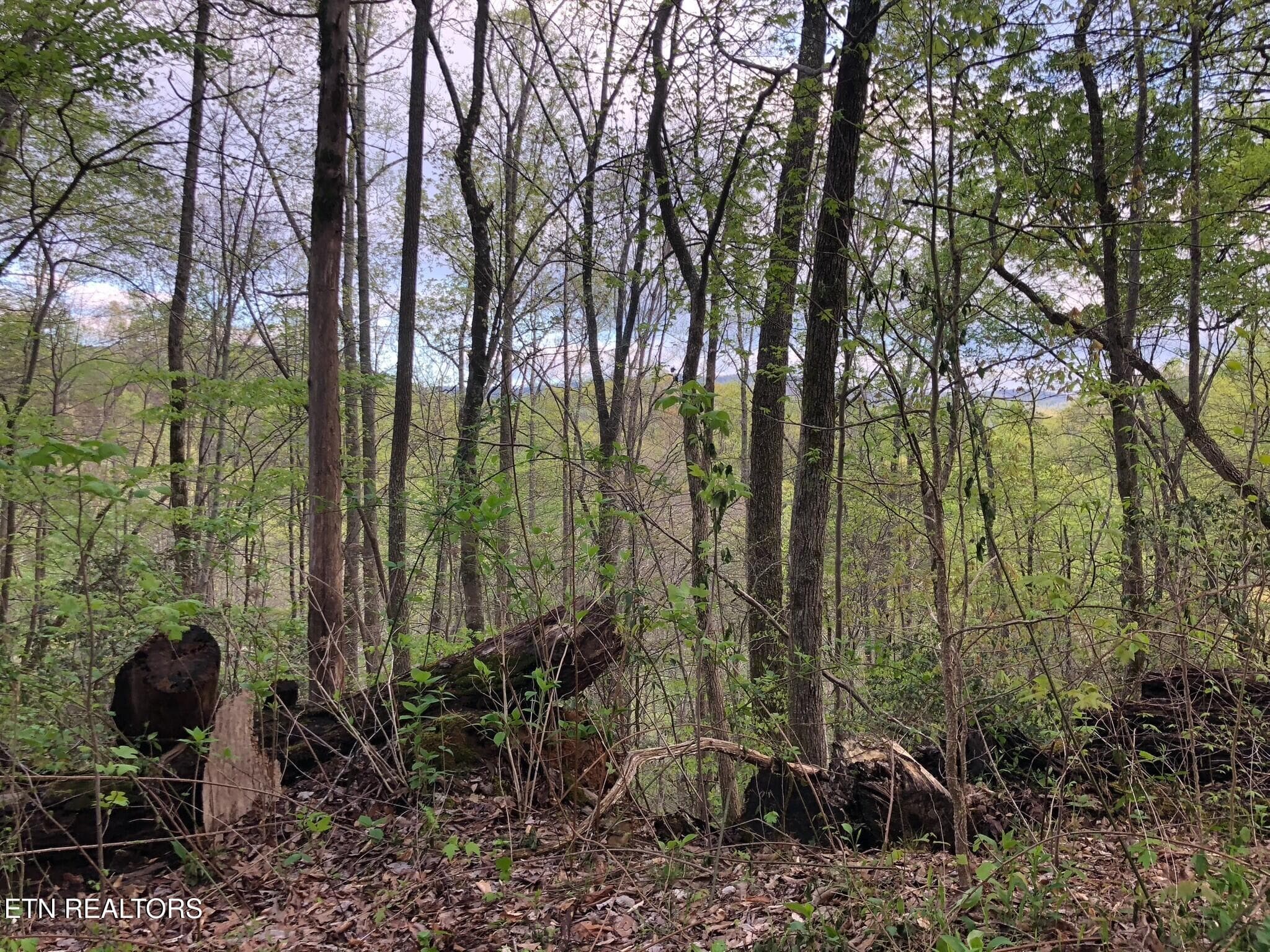 view lower side of mountain dirt road - 8450 Old Highway 28, Pikeville, TN 37367