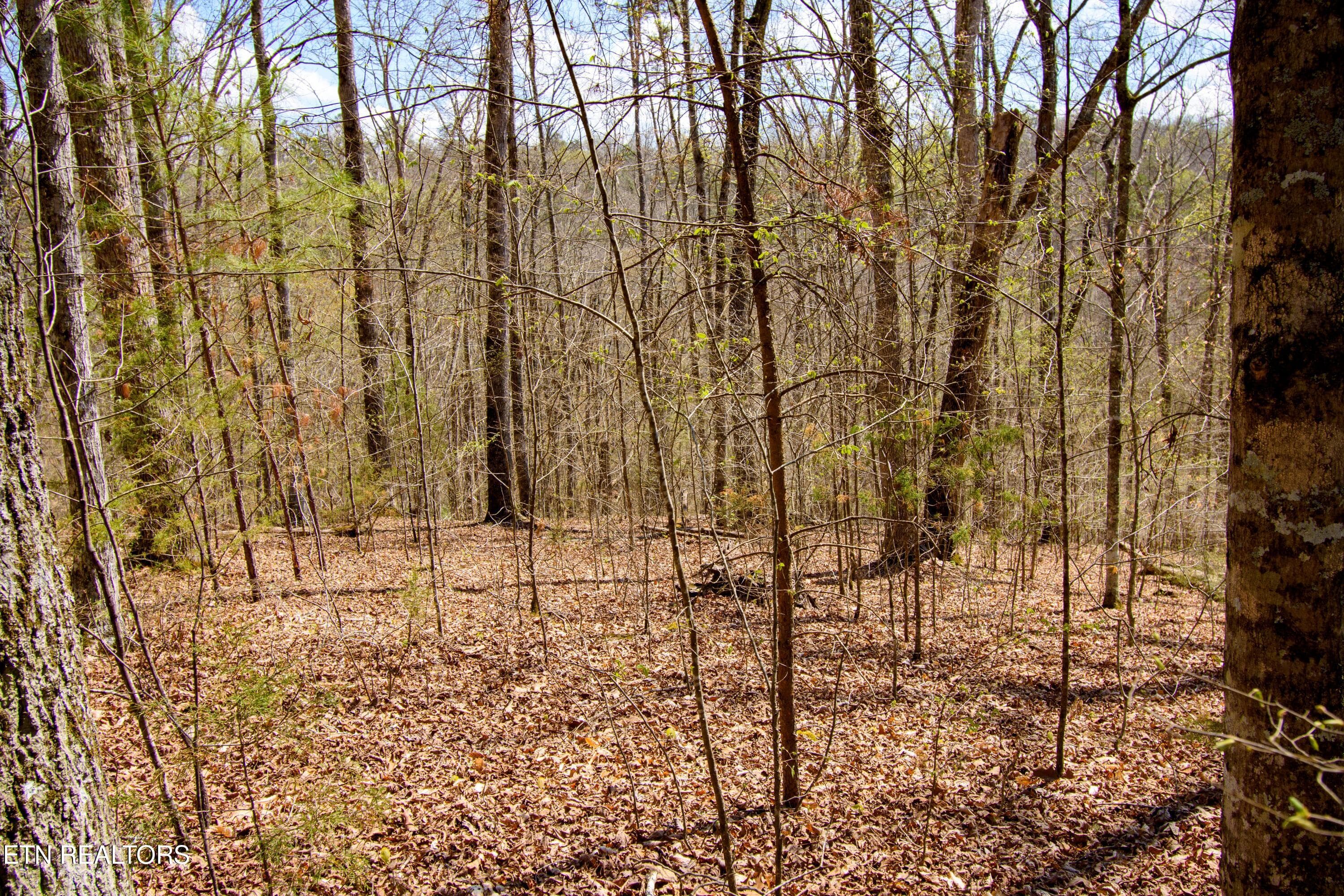 KJP_1519c - Turtle Dove Tr, Dandridge, TN 37725