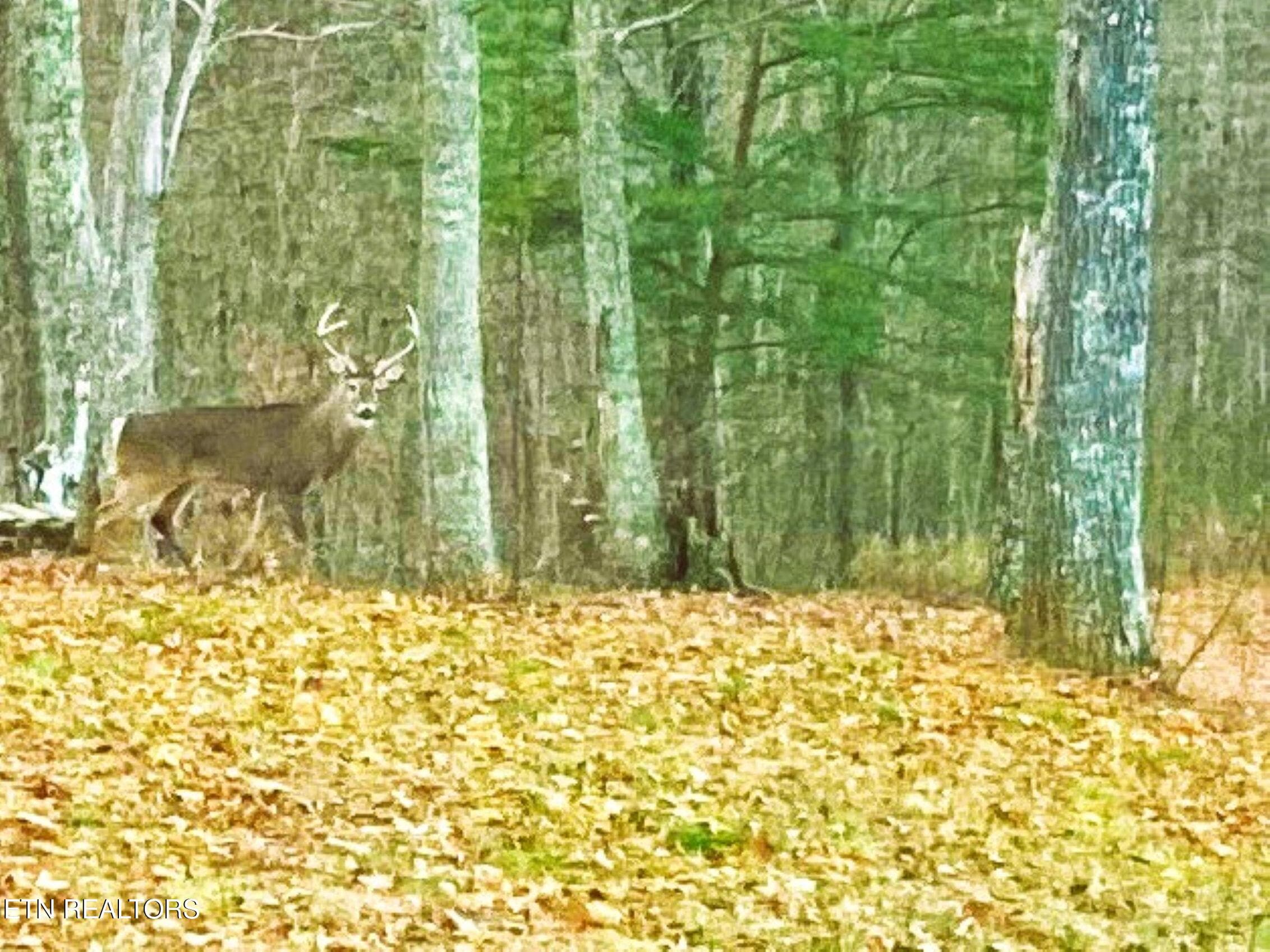 DVE So Deer Buck - 2278 Lower Rinehart Rd, Dandridge, TN 37725