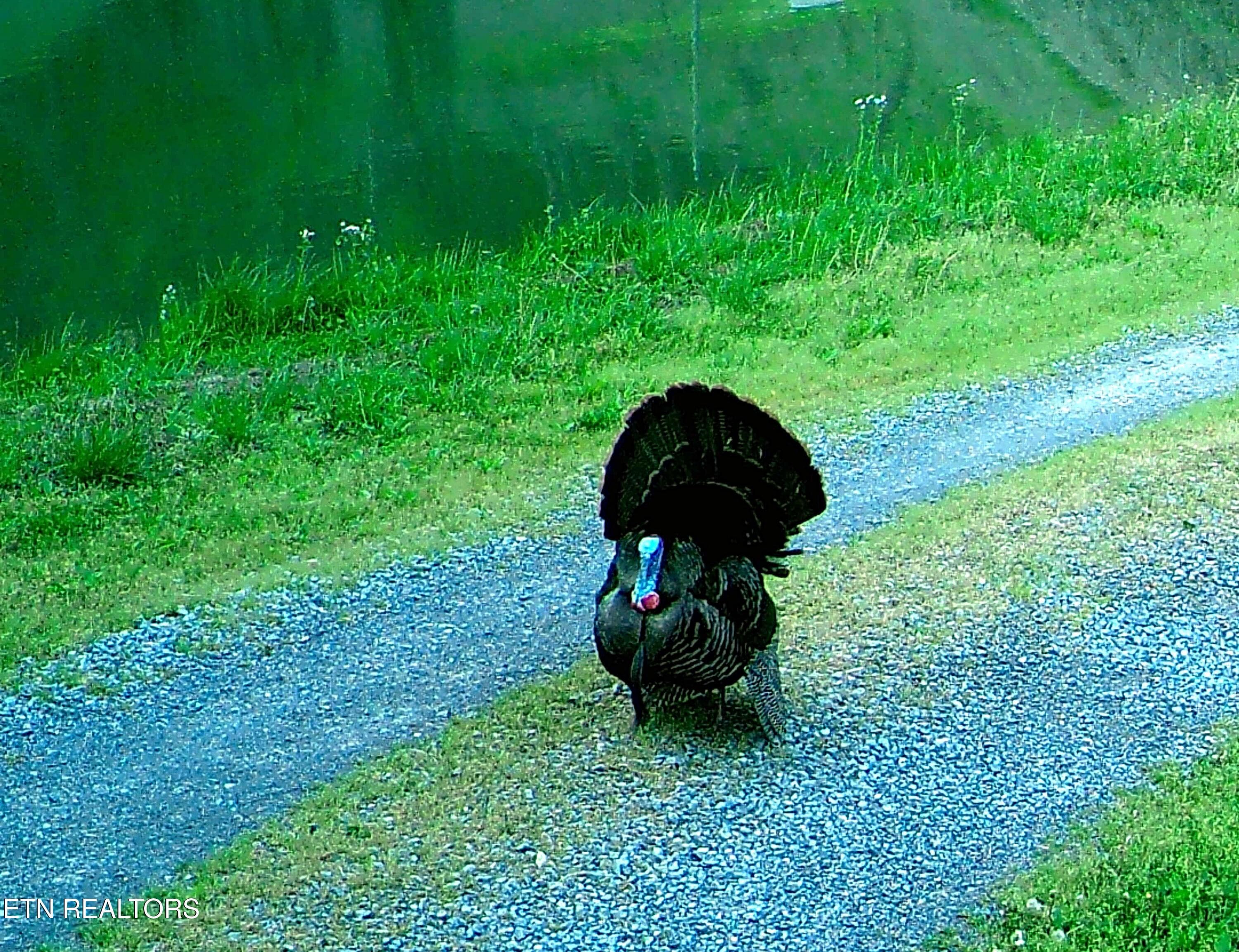 DVE Pond Turkey 3 - 2278 Lower Rinehart Rd, Dandridge, TN 37725