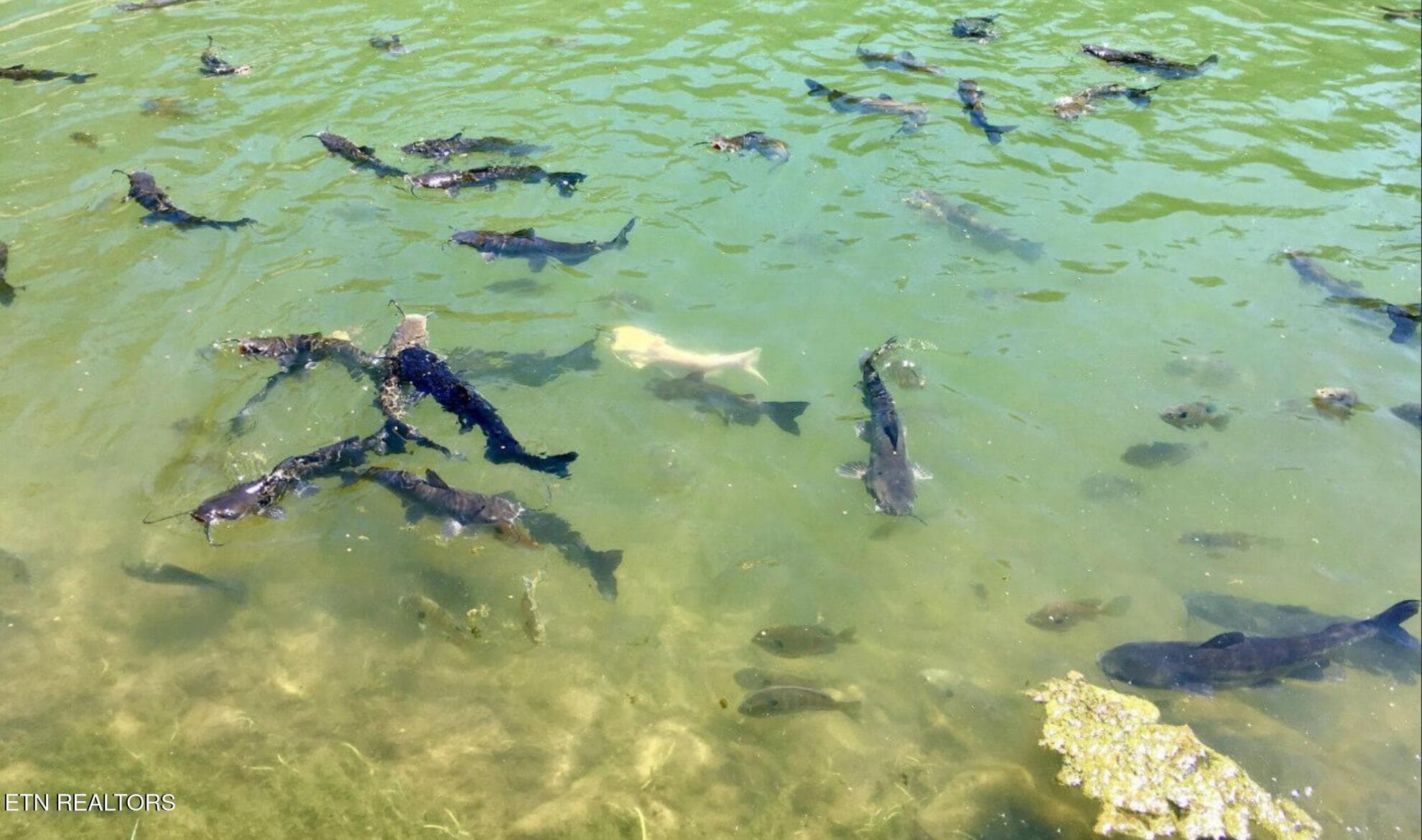DVE Pond Fish - 2278 Lower Rinehart Rd, Dandridge, TN 37725