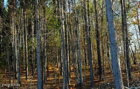 Lot 31 Pic 5 - 194 Forest Ridge Lane, Greenback, TN 37742