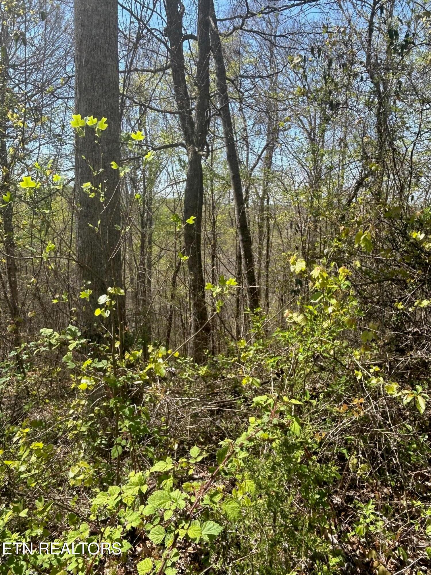 IMG_1653 - lot 27 Jones Ridge Rd, Speedwell, TN 37870