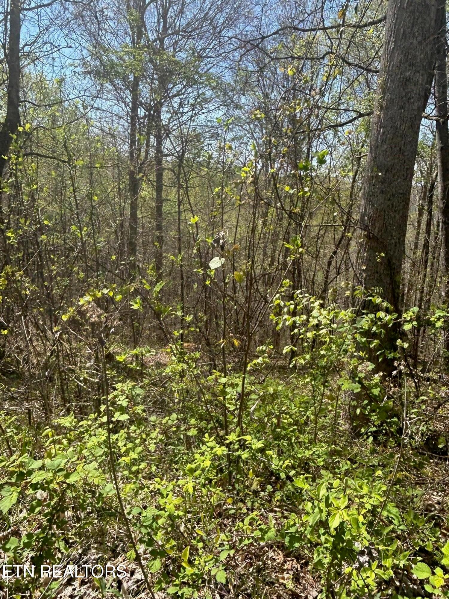 IMG_1656 - lot 27 Jones Ridge Rd, Speedwell, TN 37870