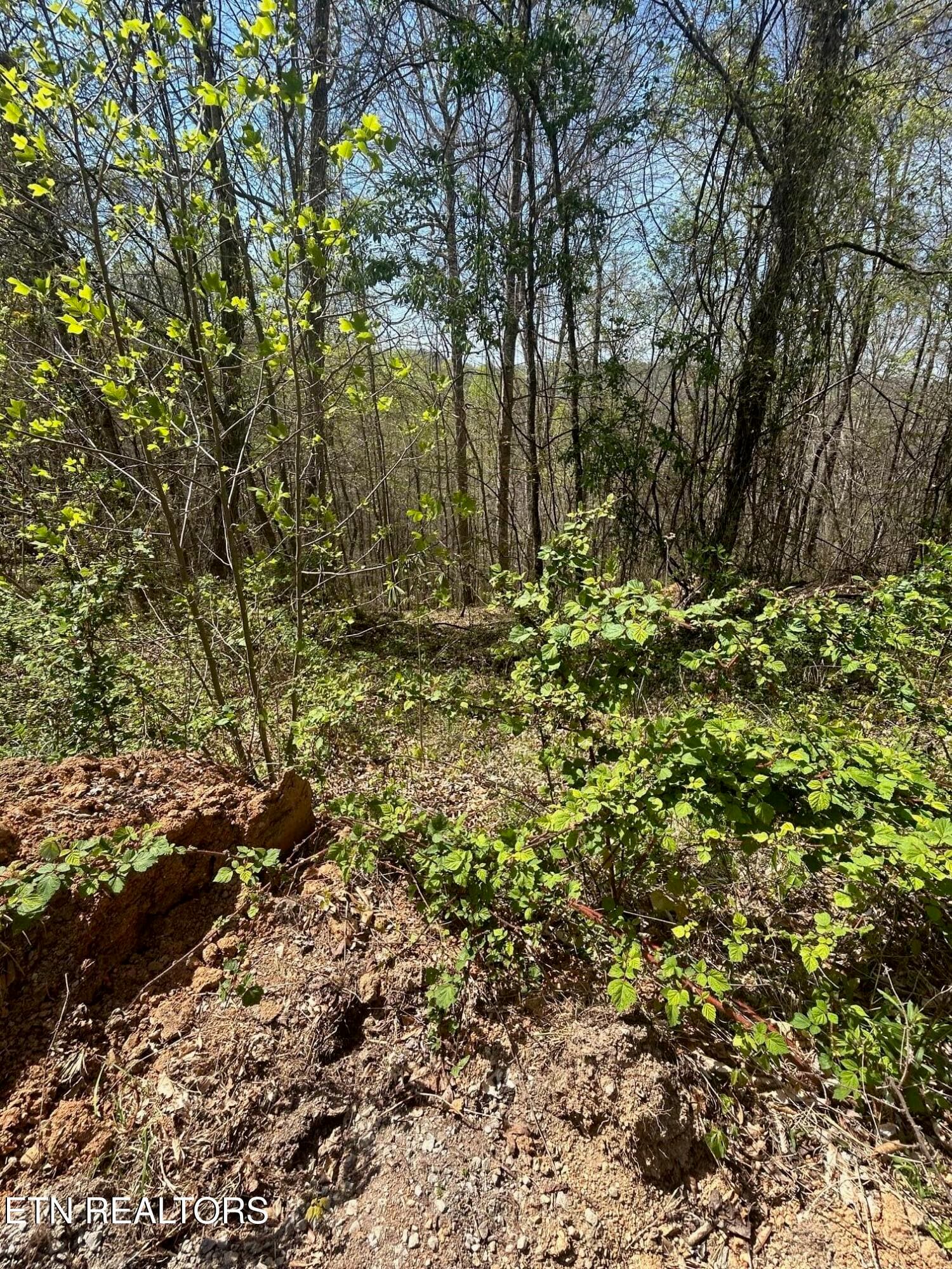 IMG_1658 - lot 27 Jones Ridge Rd, Speedwell, TN 37870