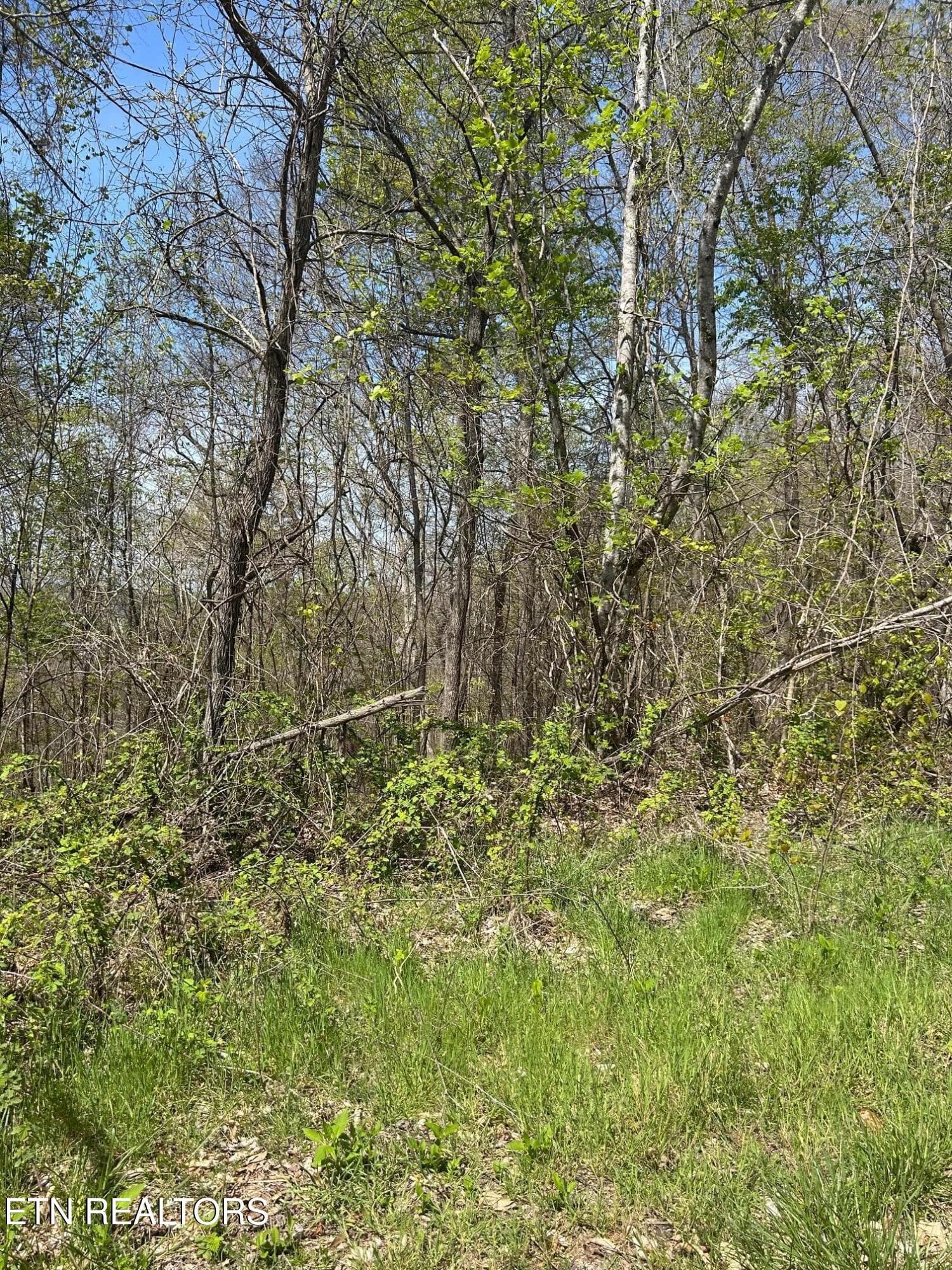 IMG_1661 - lot 27 Jones Ridge Rd, Speedwell, TN 37870