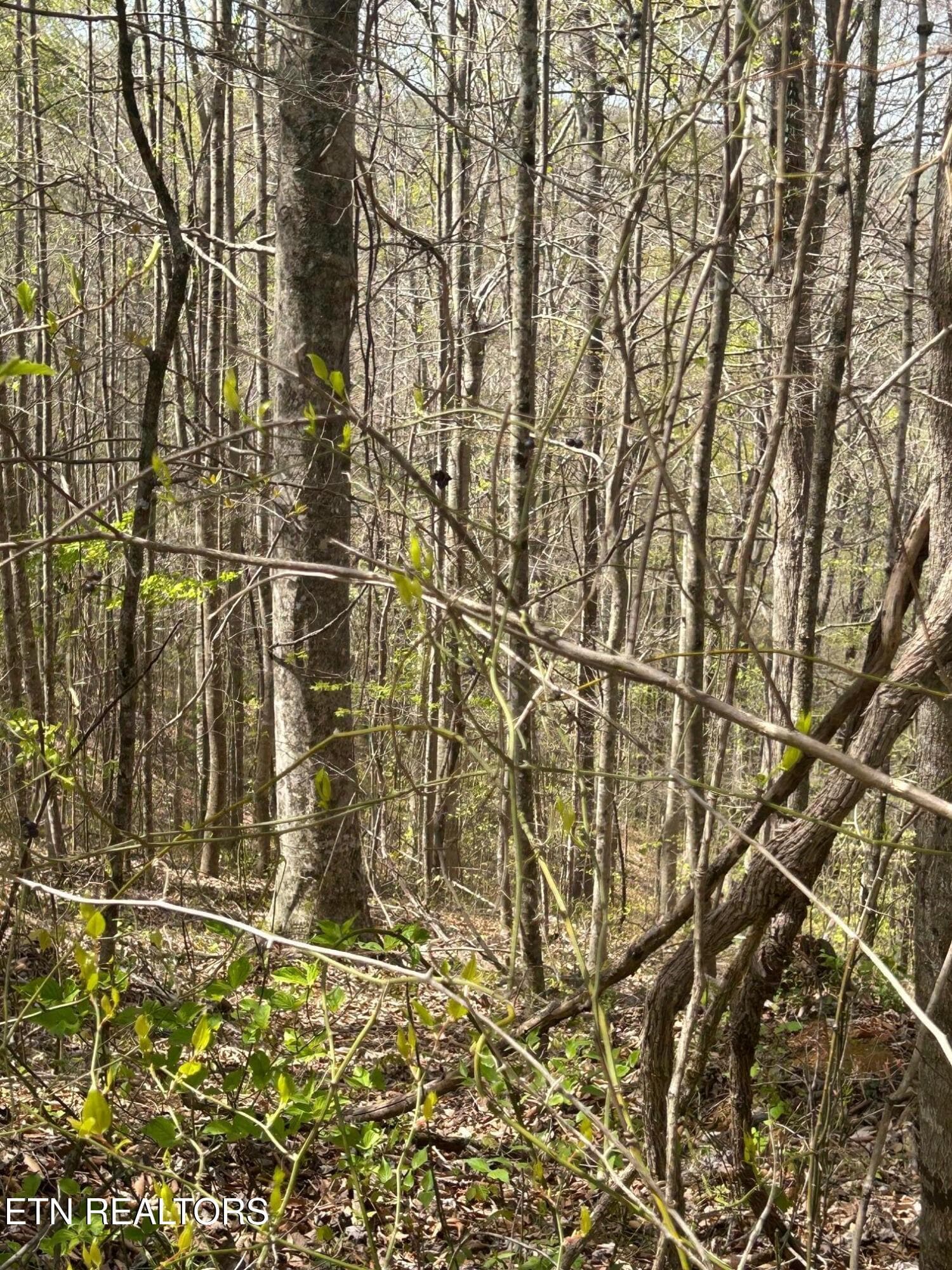 IMG_1667 - lot 28 Jones Ridge Rd, Speedwell, TN 37870