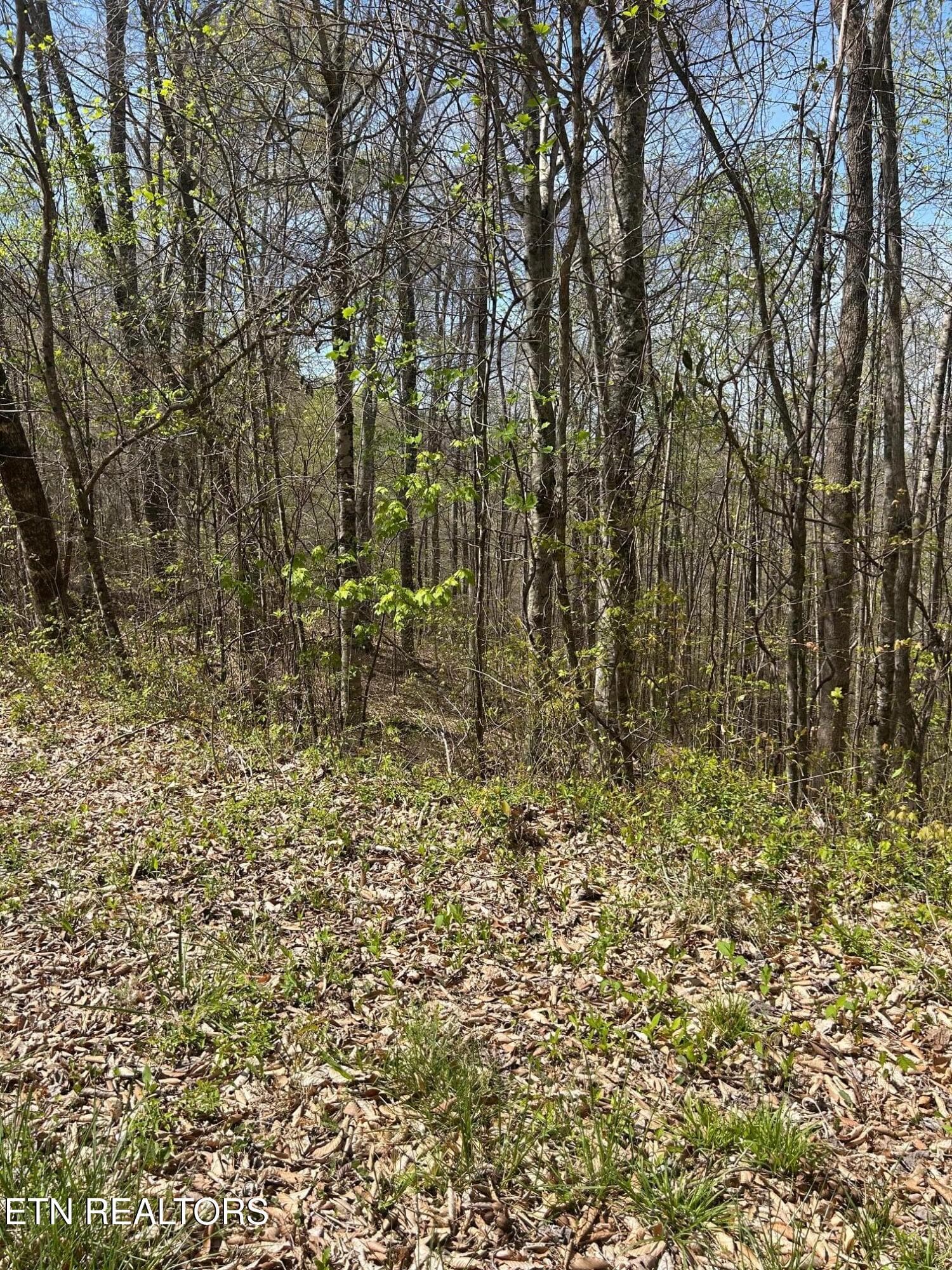 IMG_1668 - lot 28 Jones Ridge Rd, Speedwell, TN 37870
