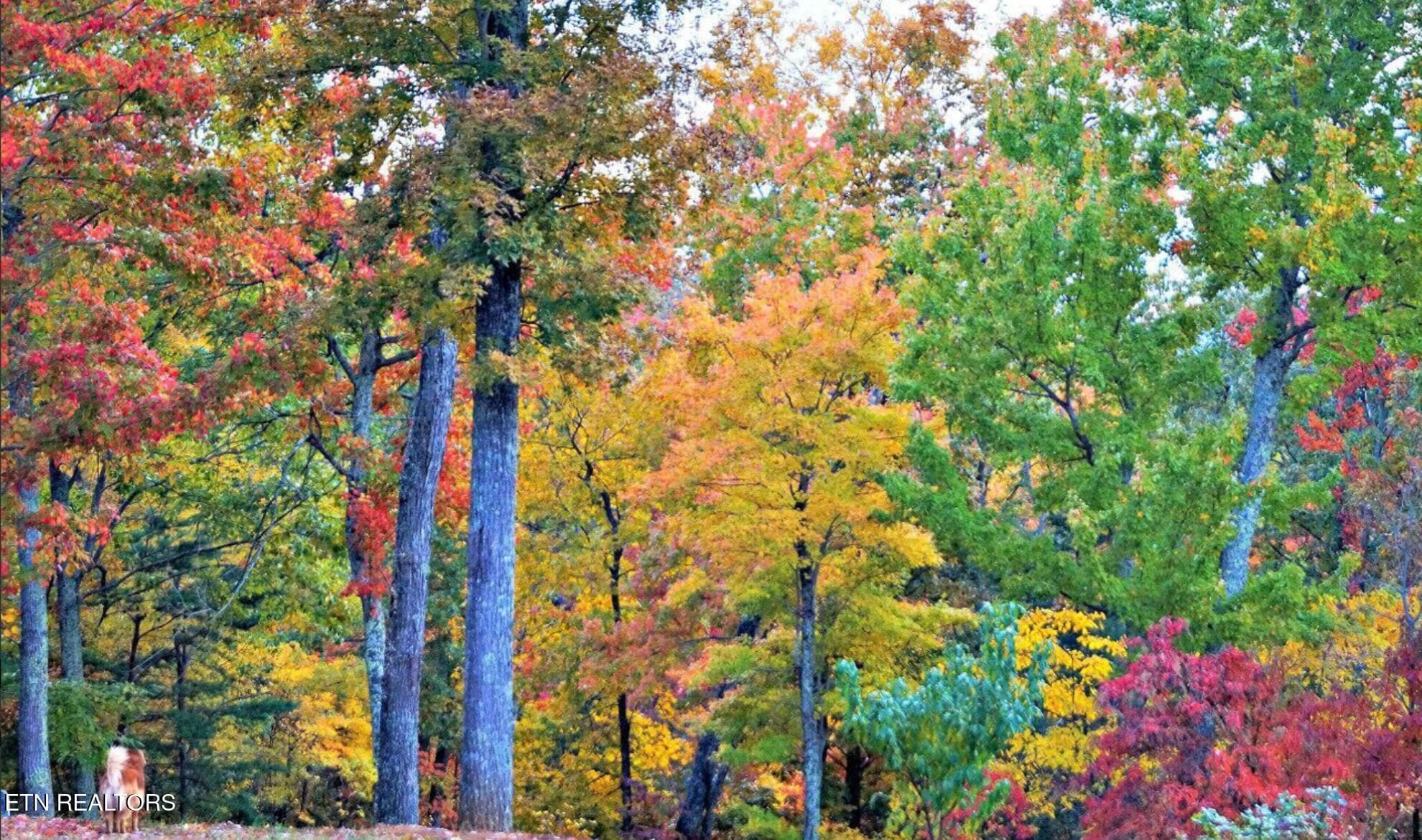 DVE Fall So 1 - 2278 Lower Rinehart Rd, Dandridge, TN 37725