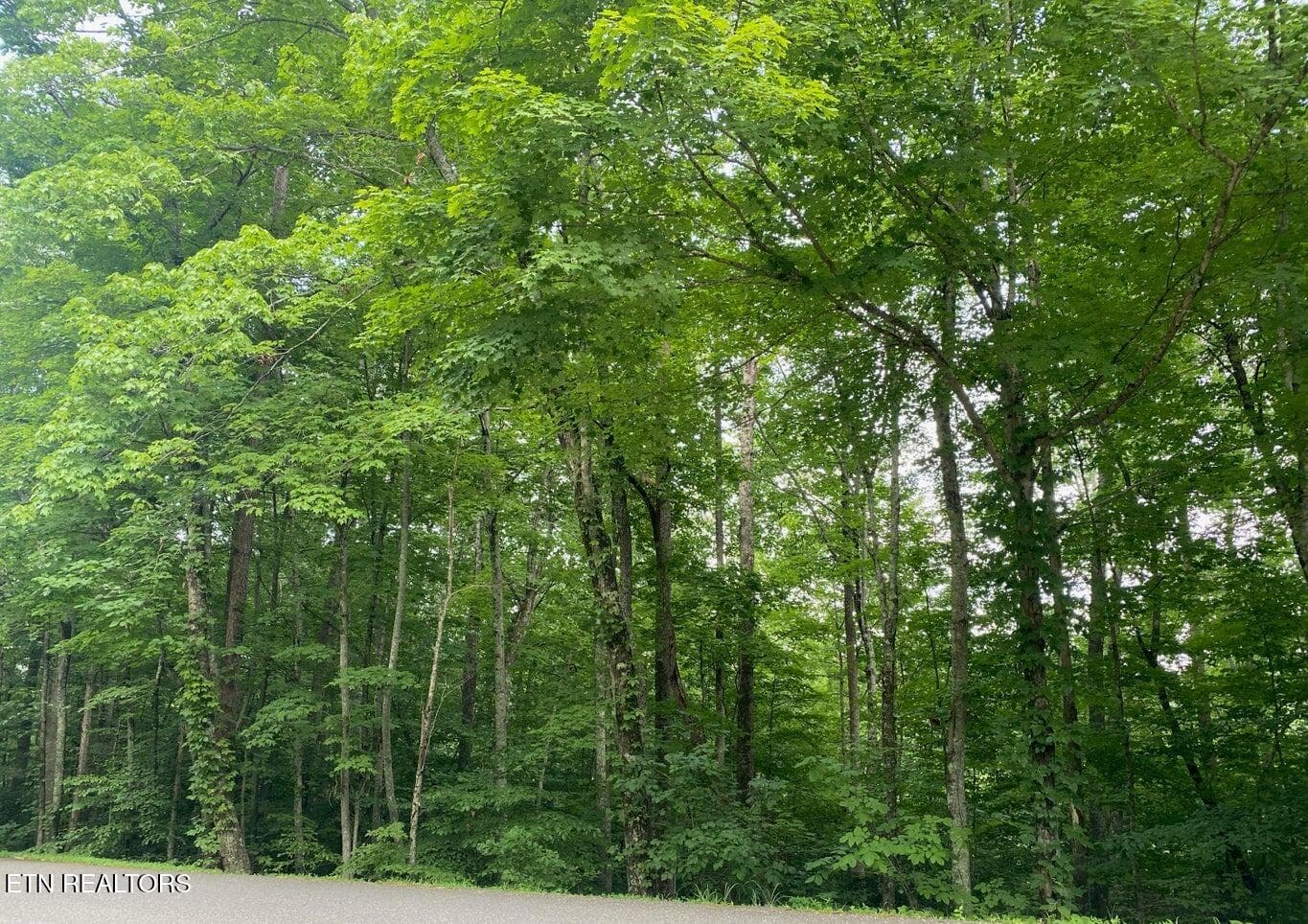 20210811165939360941000000-o (1) - 0 Cove Norris Rd, Caryville, TN 37714