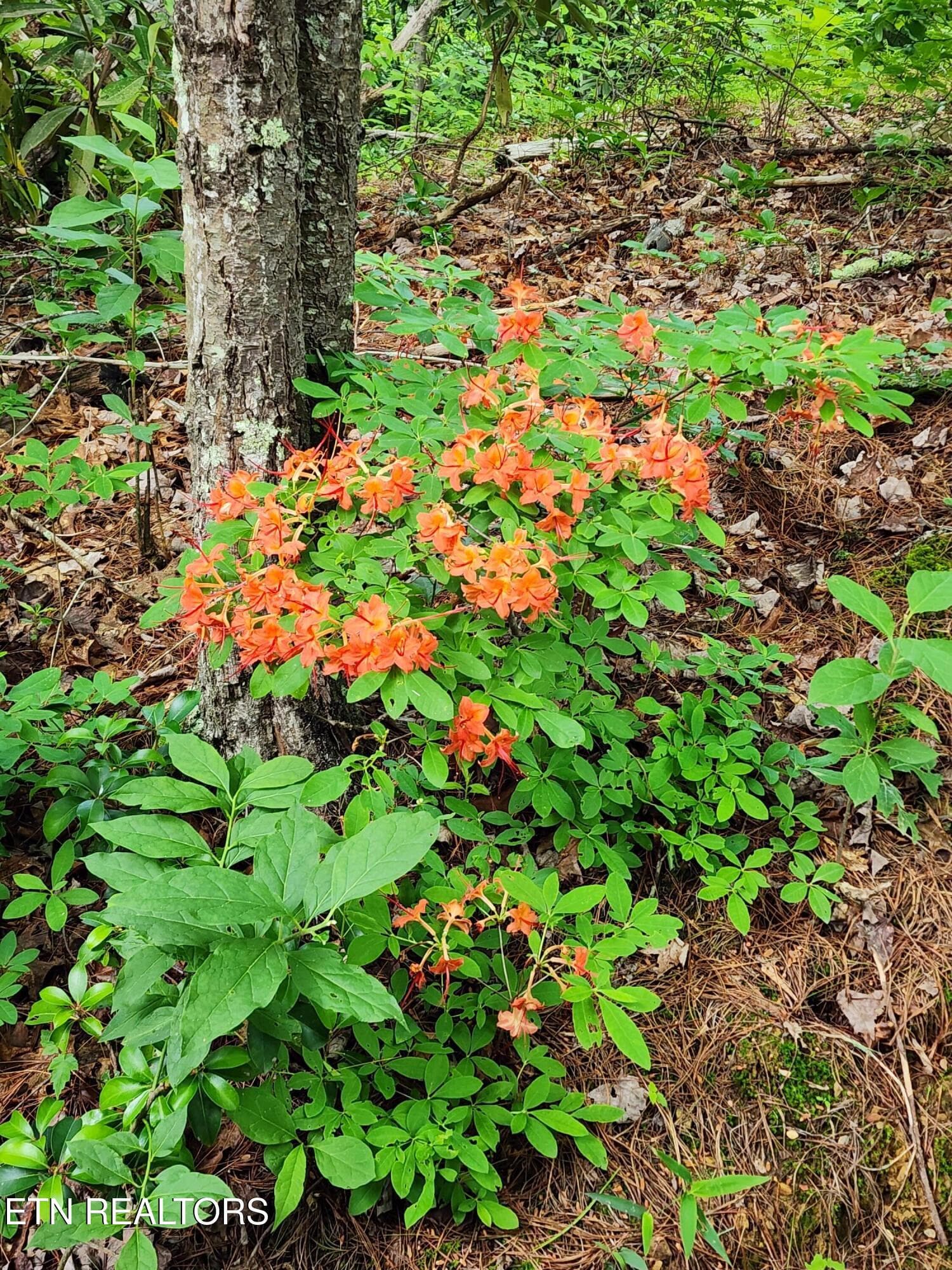 Abundant Flora and Fauna - 2050 E Millers Cove Rd, Walland, TN 37886