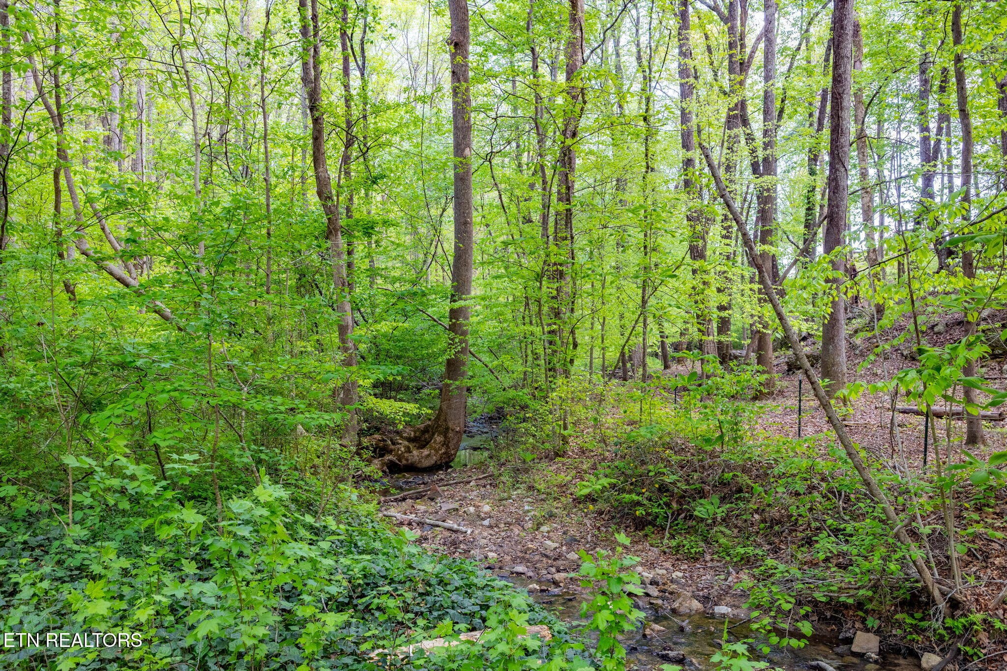 3-web-or-mls-3F1A4975-HDR - 8 ac +/-Tollgate Rd, Rockwood, TN 37854