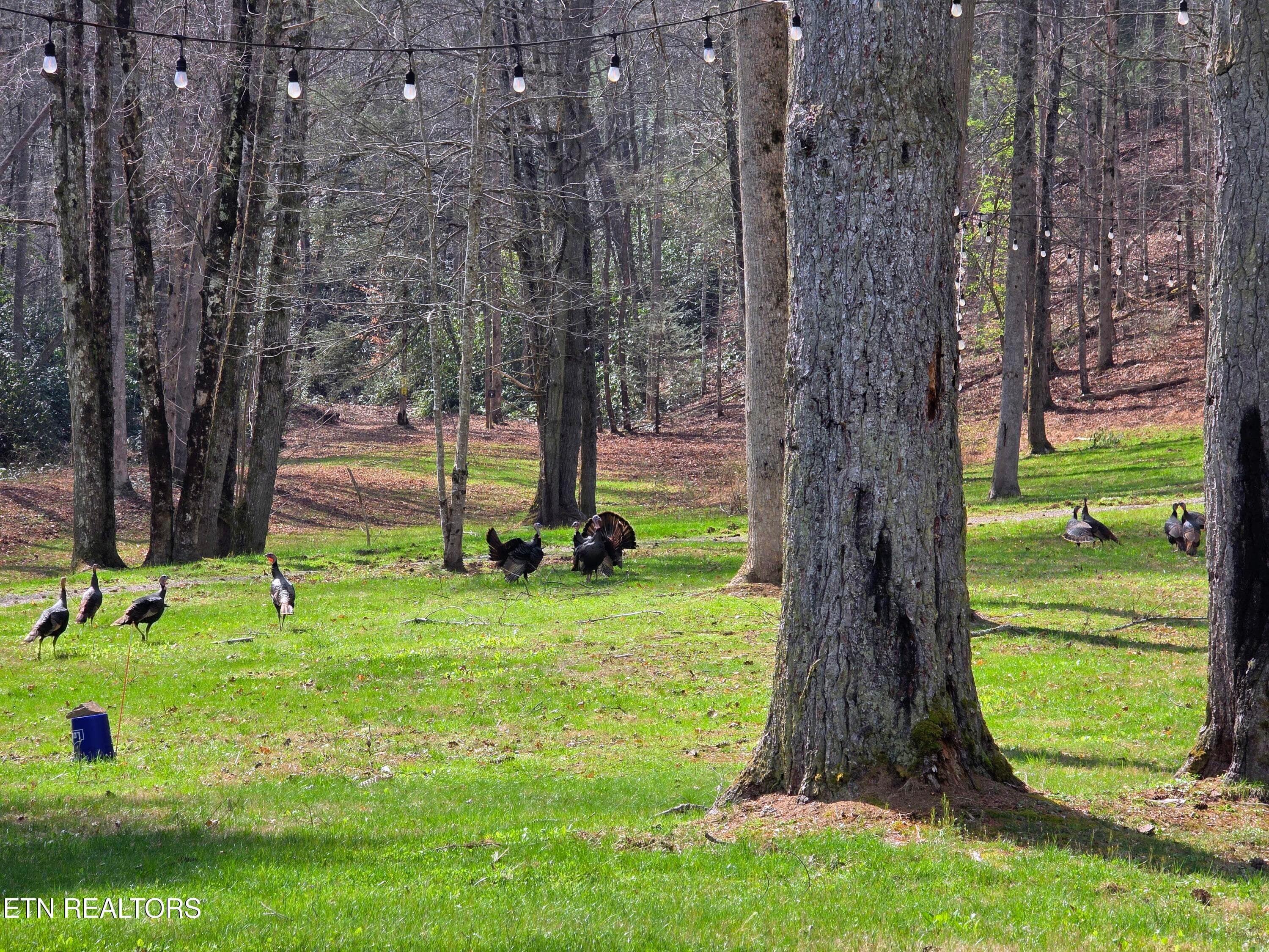 Lodge Turkeys 04-03-2026 - 2050 E Millers Cove Rd, Walland, TN 37886