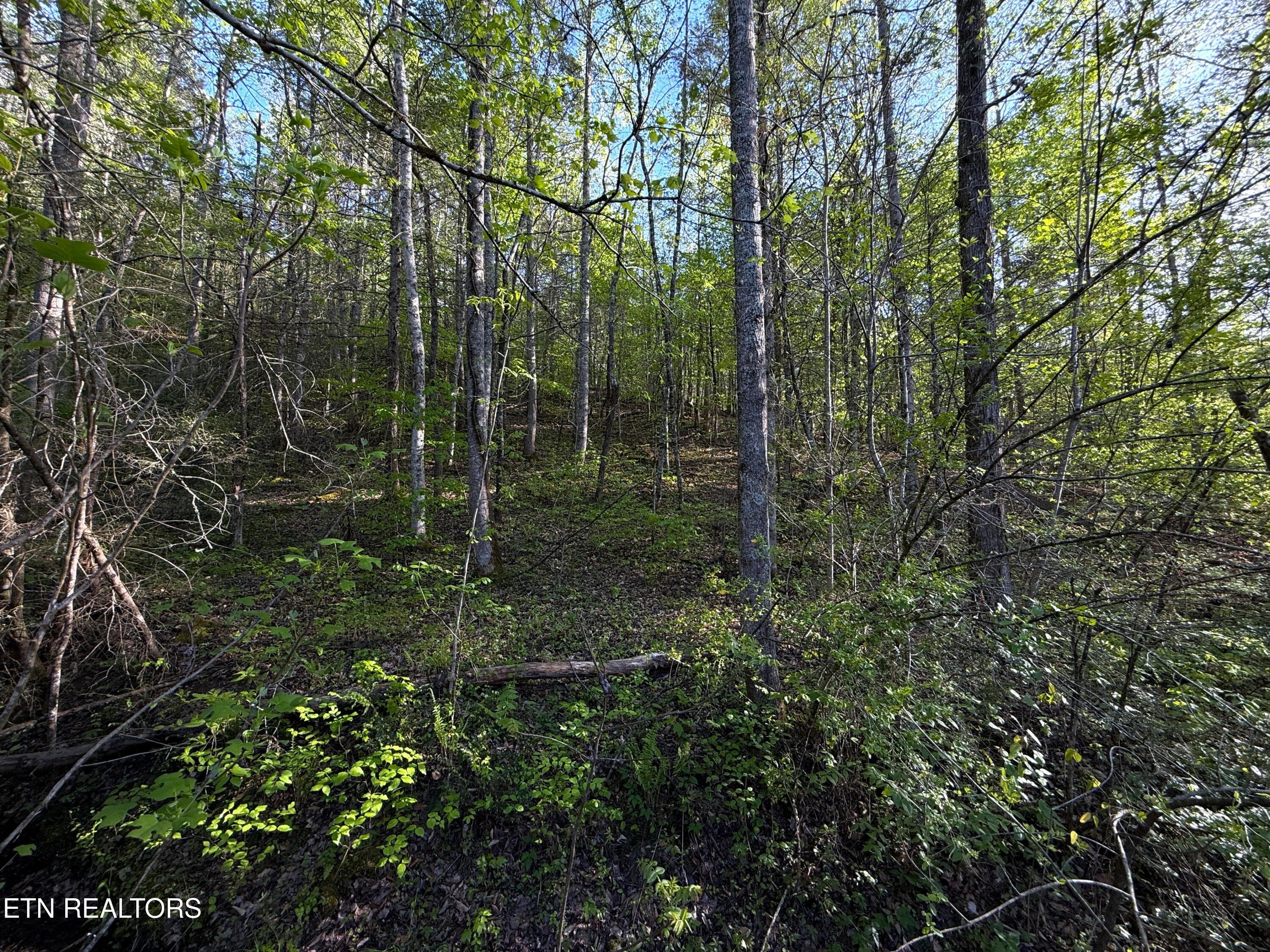 35 - 2930 Arch Way, Cosby, TN 37722