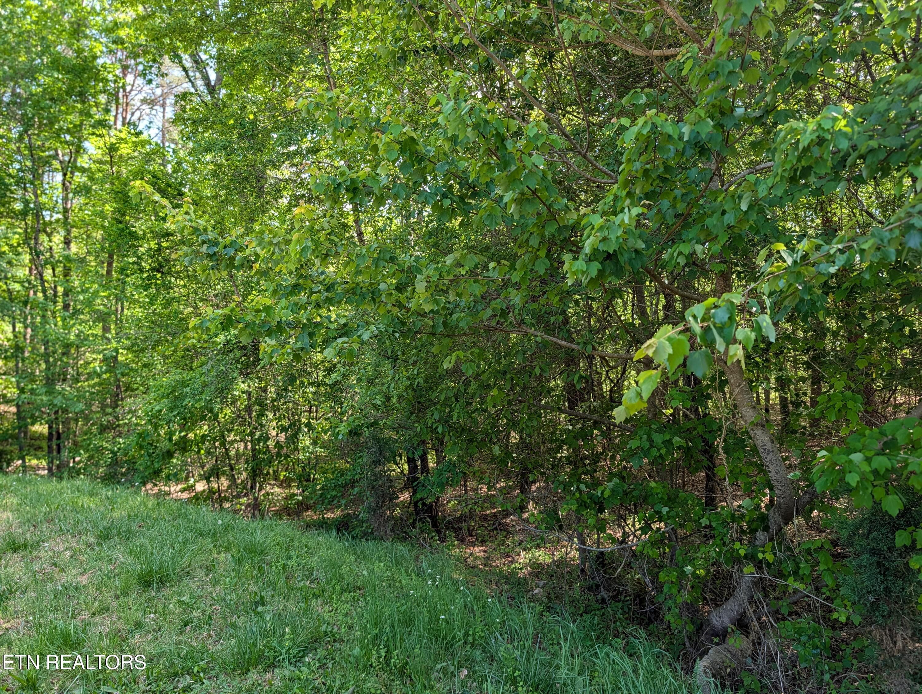 PXL_20260417_193725621.PORTRAIT - 135 Garren Hart Lane, Spring City, TN 37381