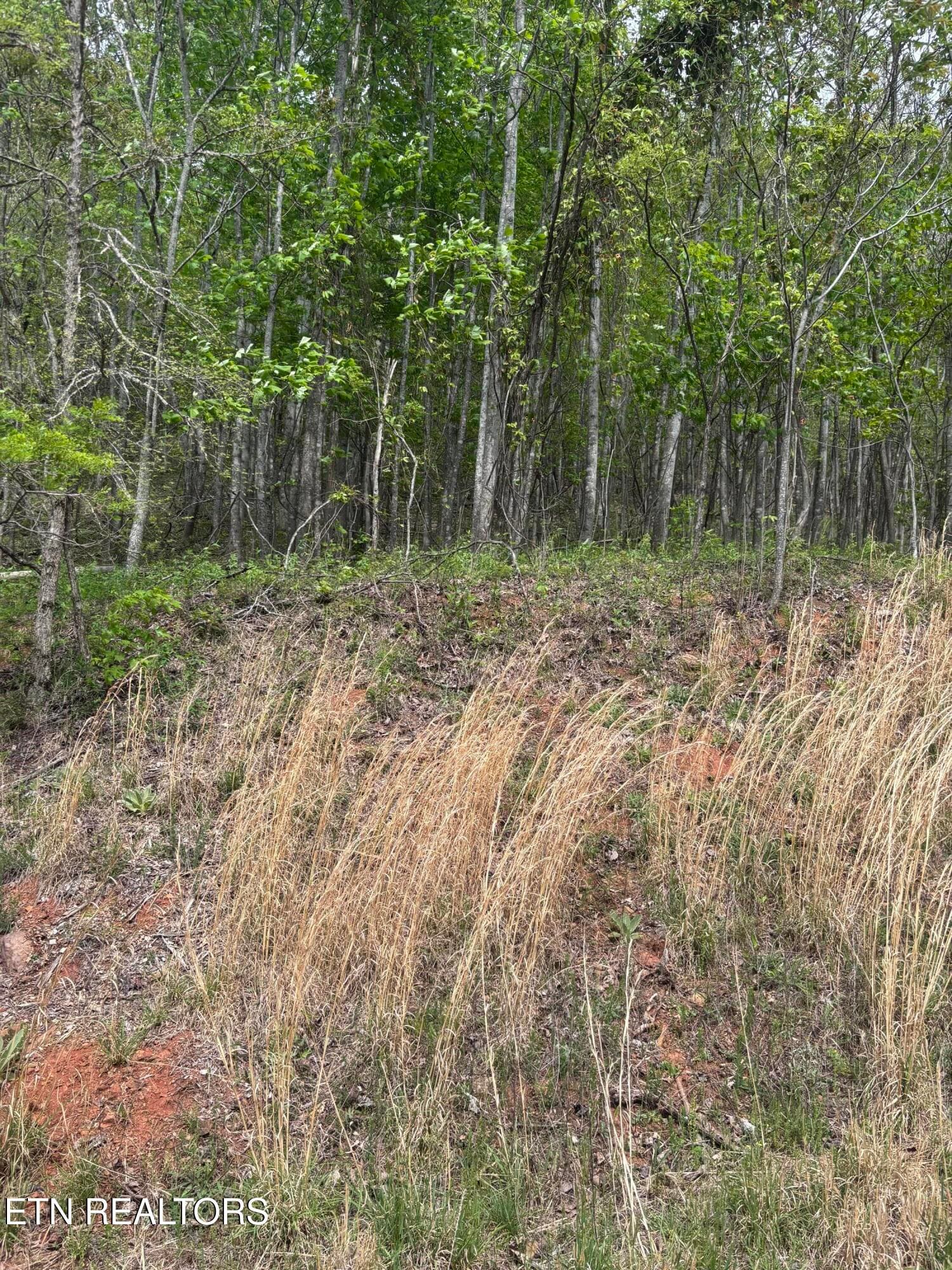 IMG_1557 - Chimney Rock Rd, New Tazewell, TN 37825