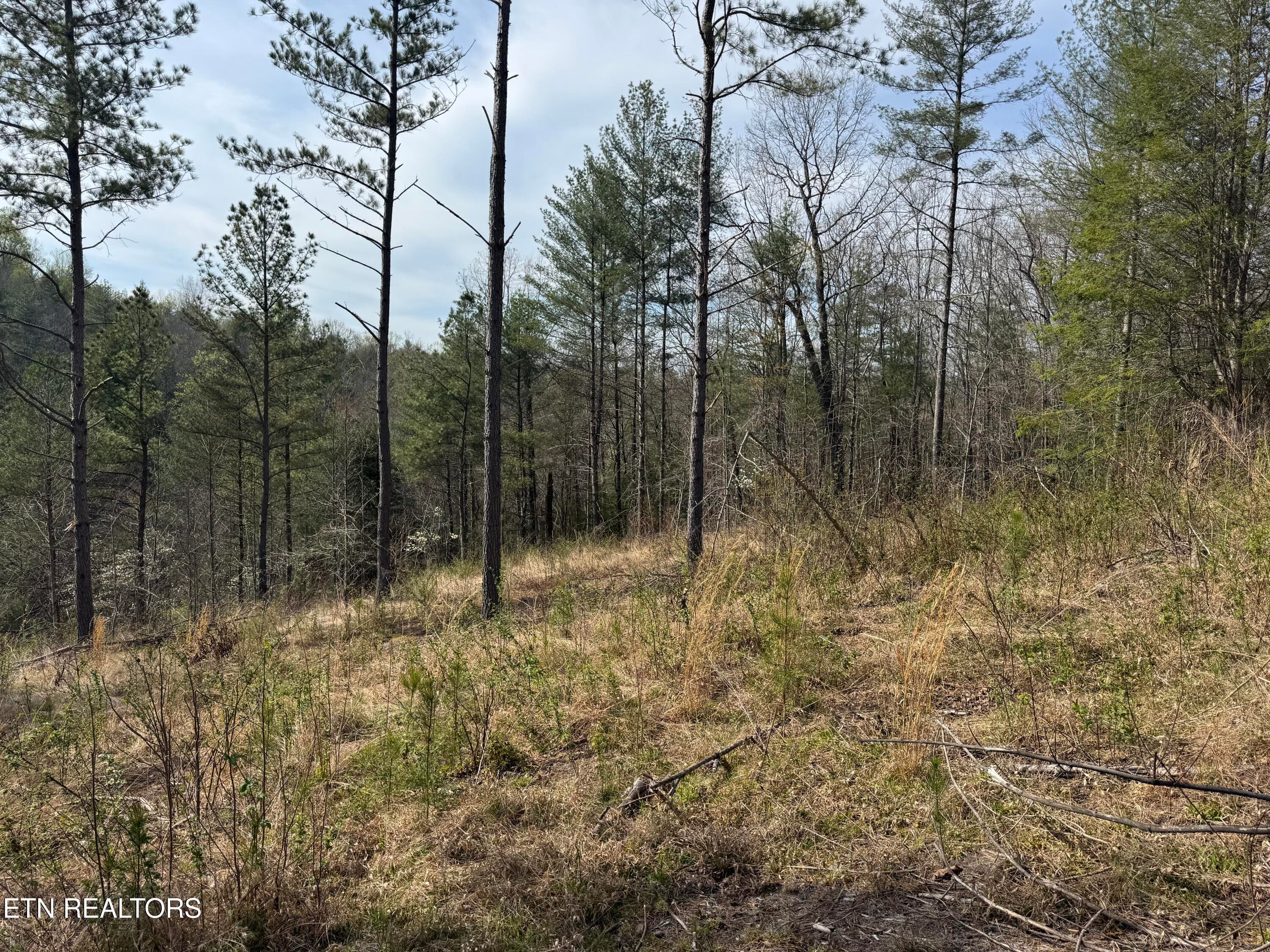 IMG_3235 - Lot #1 Burrville Rd, Sunbright, TN 37872