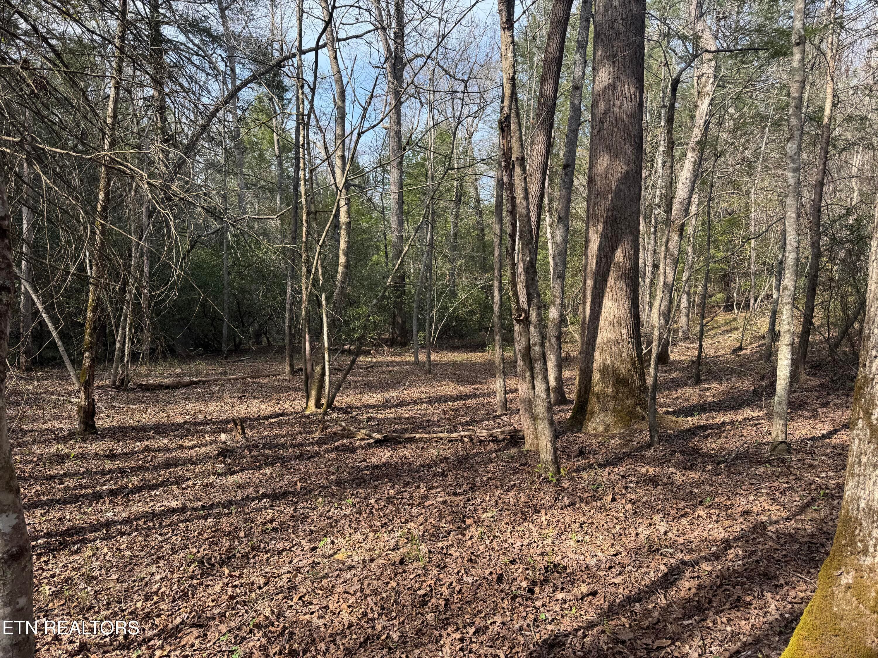 IMG_3236 - Lot #1 Burrville Rd, Sunbright, TN 37872