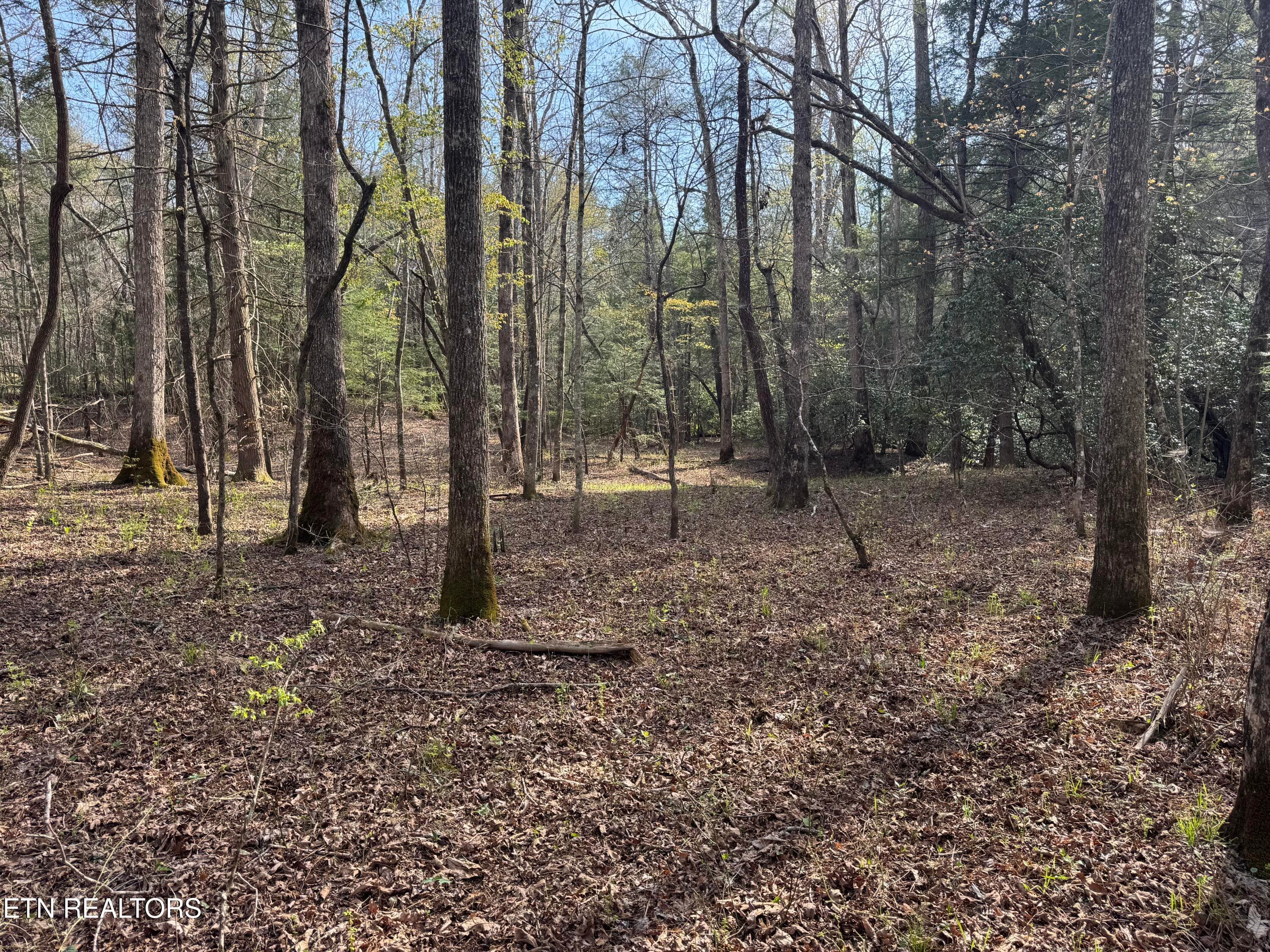 IMG_3237 - Lot #1 Burrville Rd, Sunbright, TN 37872