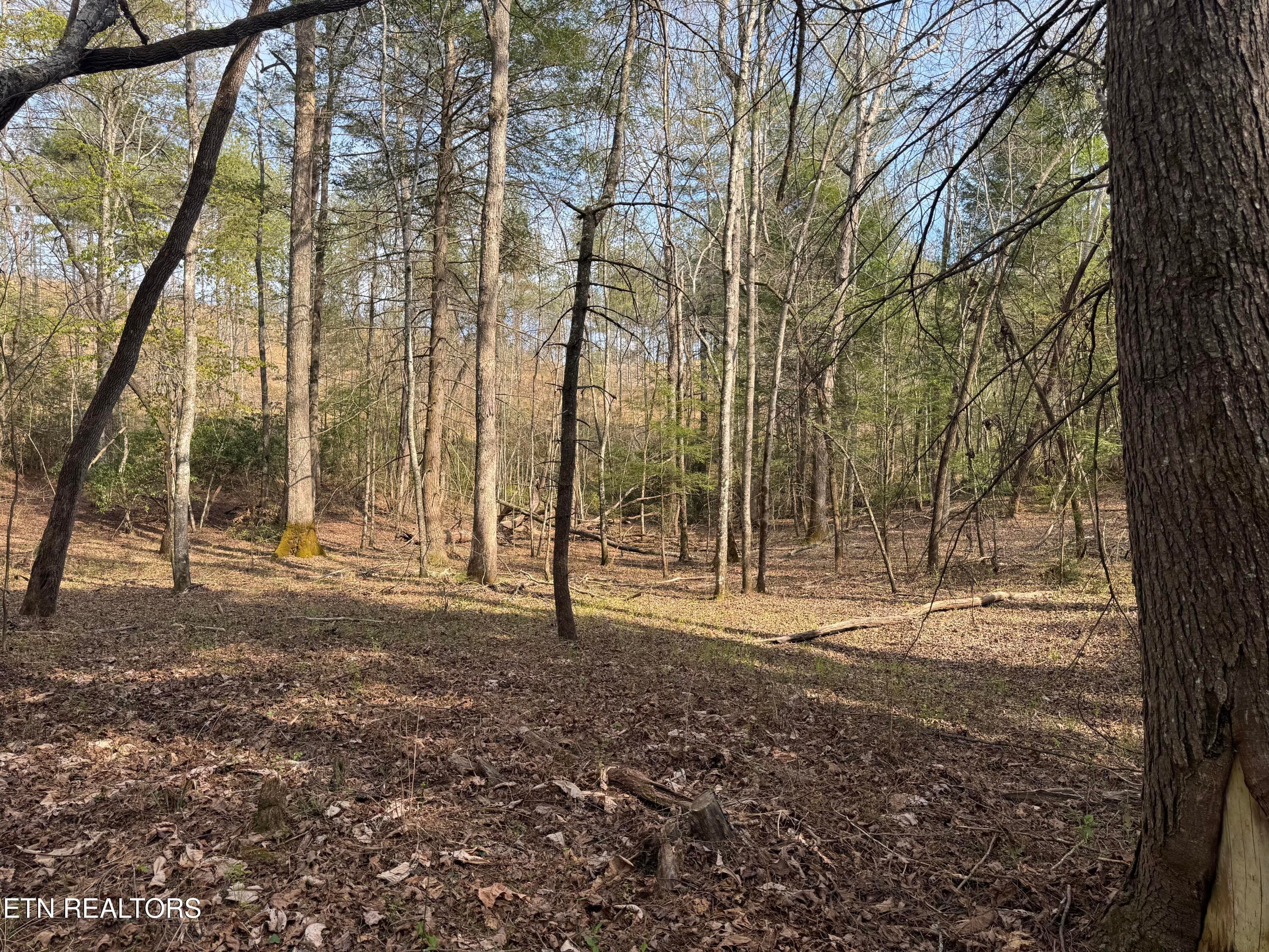 IMG_3242 - Lot #1 Burrville Rd, Sunbright, TN 37872