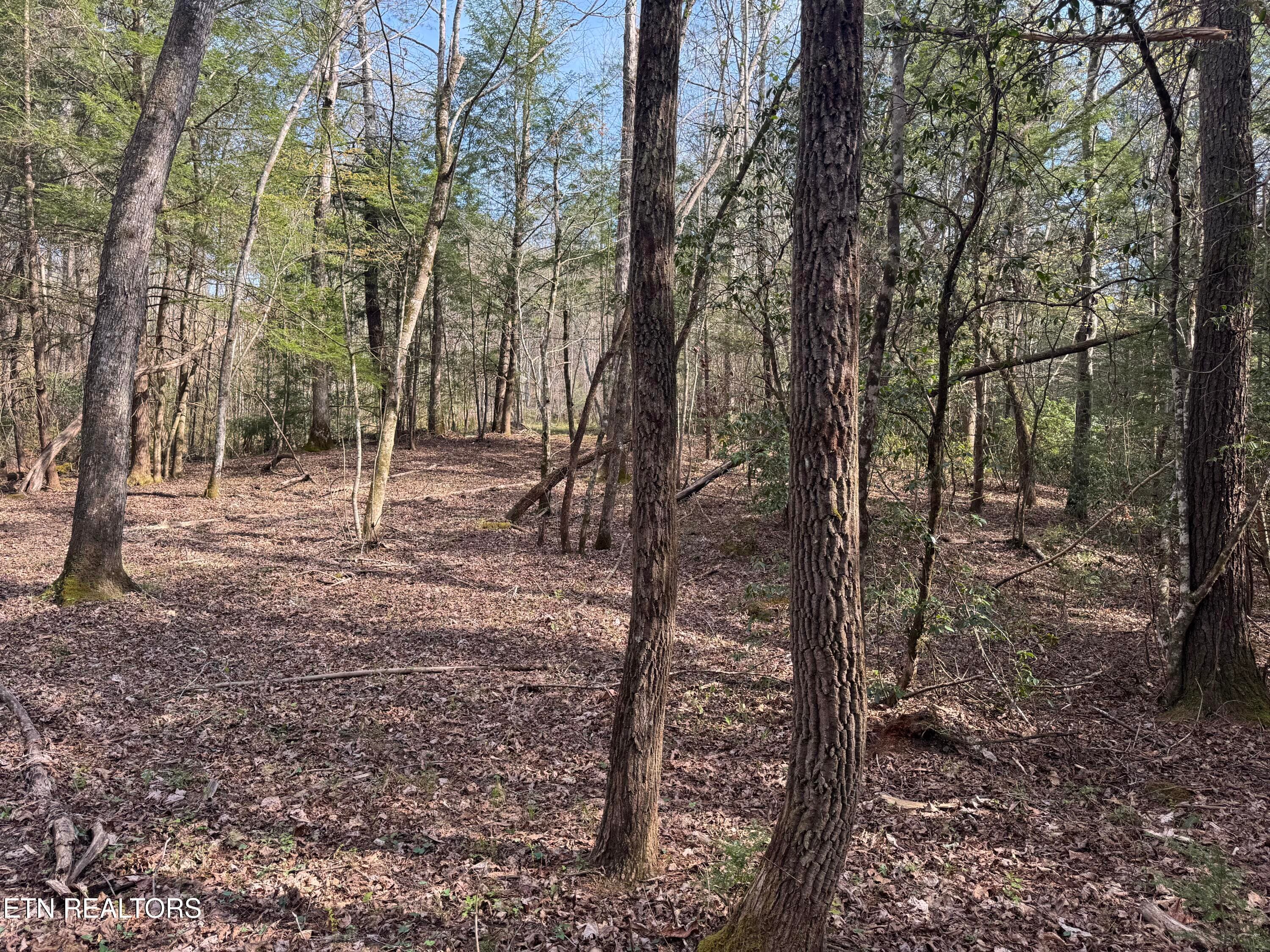 IMG_3243 - Lot #1 Burrville Rd, Sunbright, TN 37872