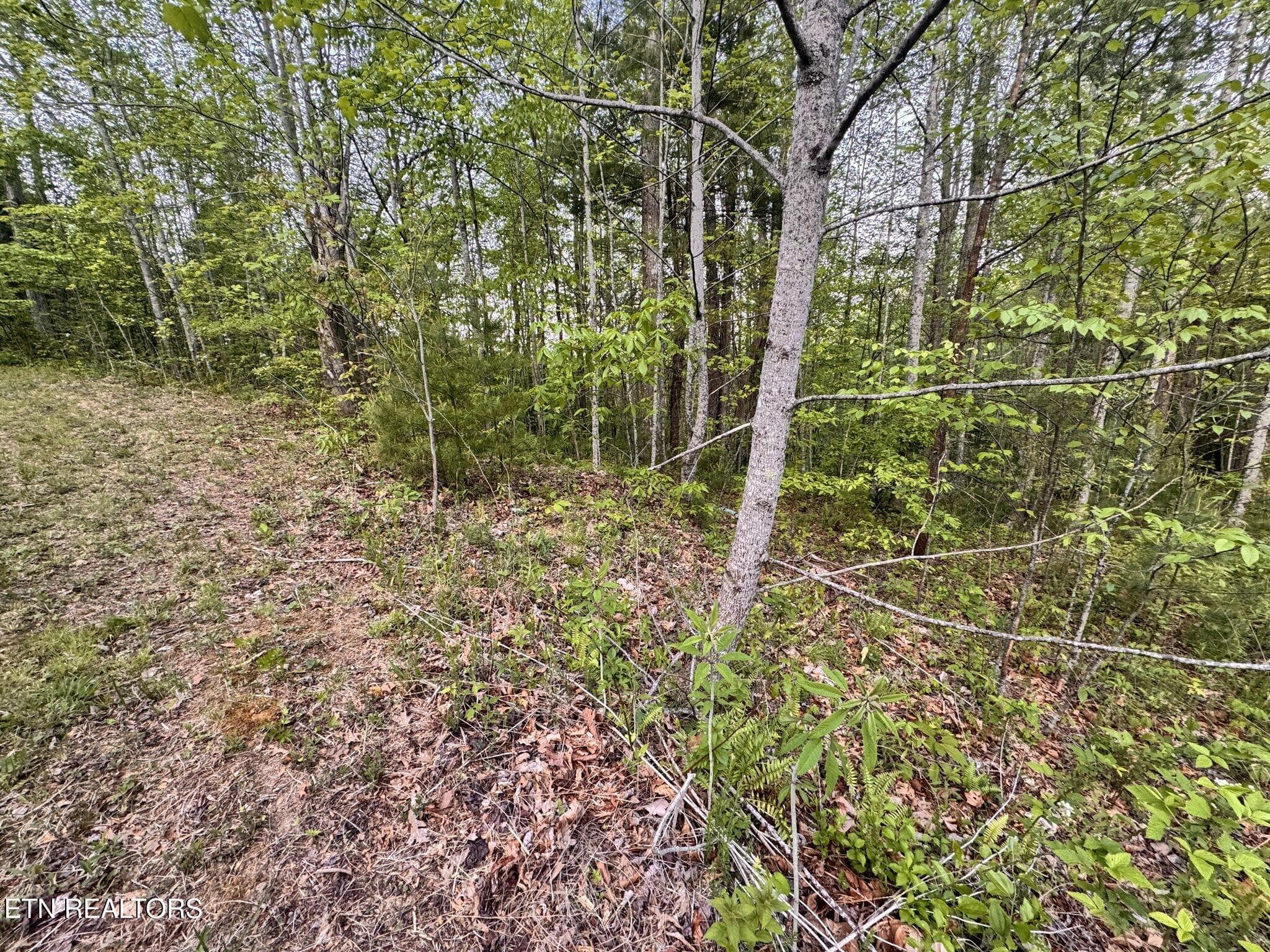 Potential House Site - Lot 41 Black Maple Way, Del Rio, TN 37727, Del Rio