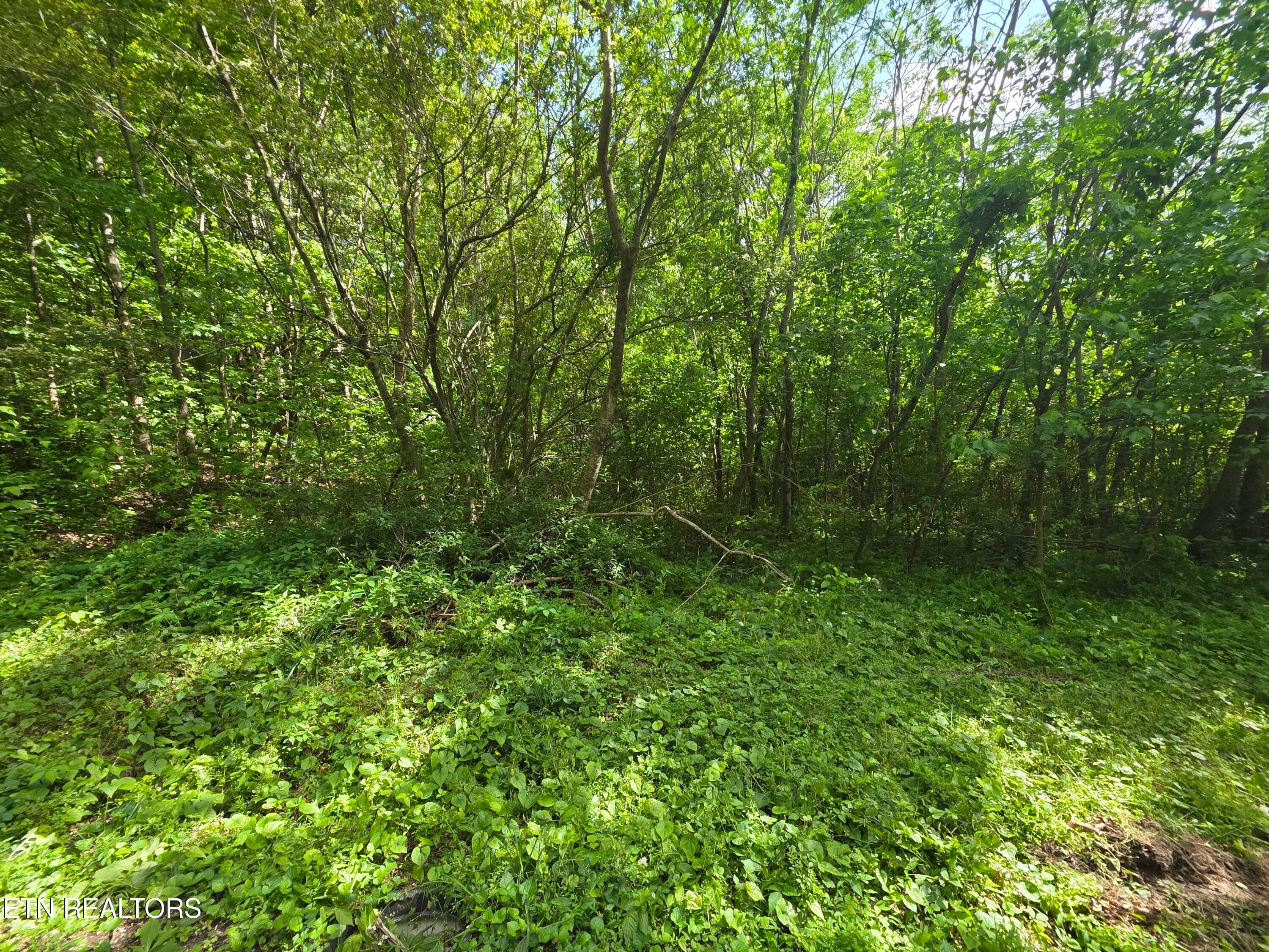Cemetery Rd, Caryville, TN 37714