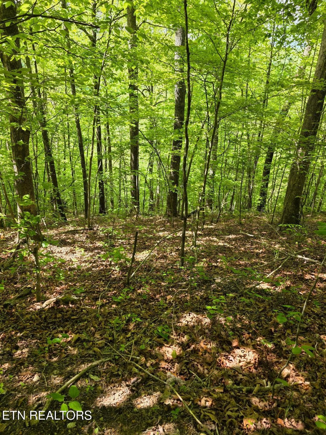 thumbnail (1) - Crestwood Drive, Speedwell, TN 37870
