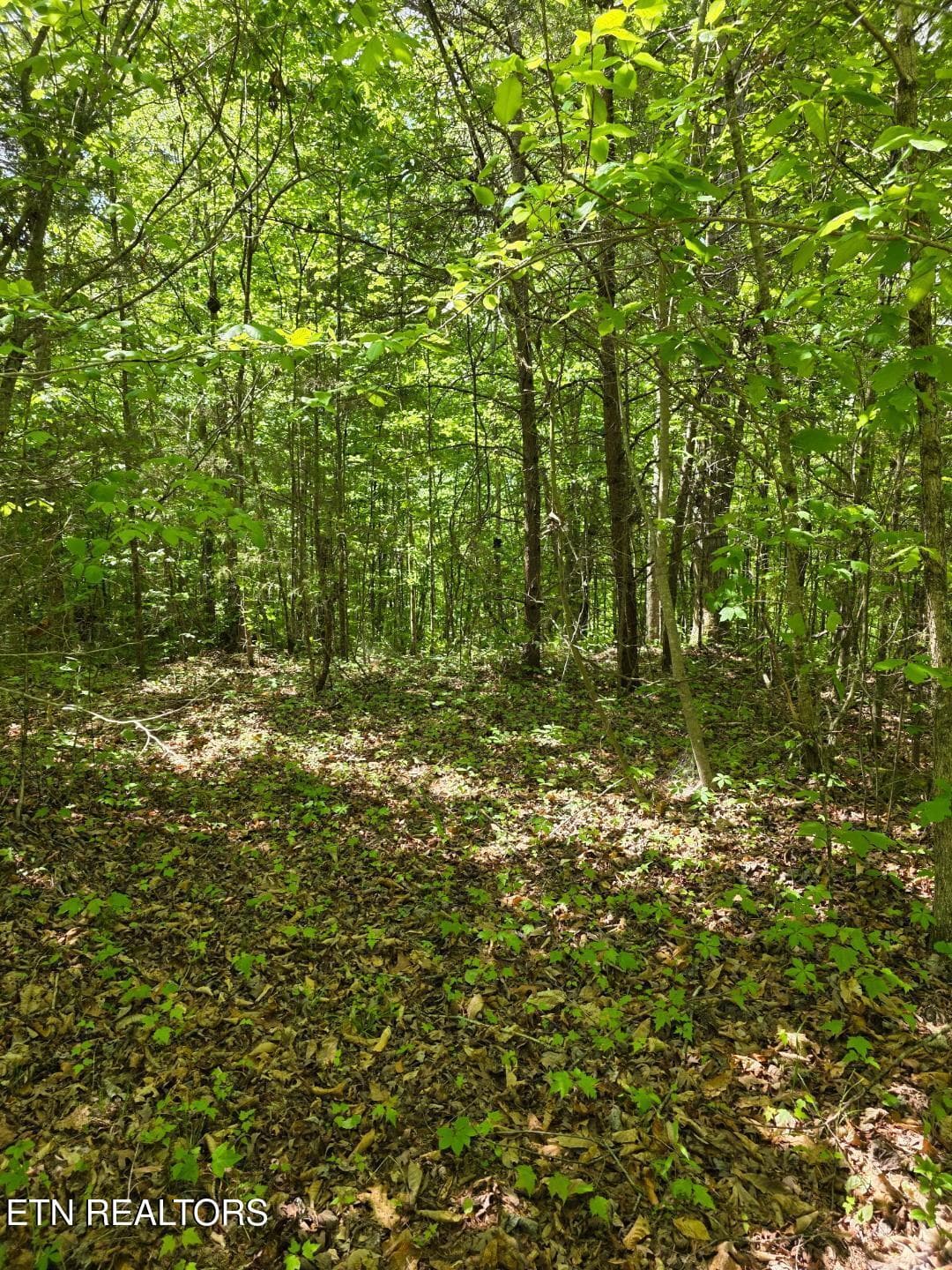 thumbnail (2) - Crestwood Drive, Speedwell, TN 37870