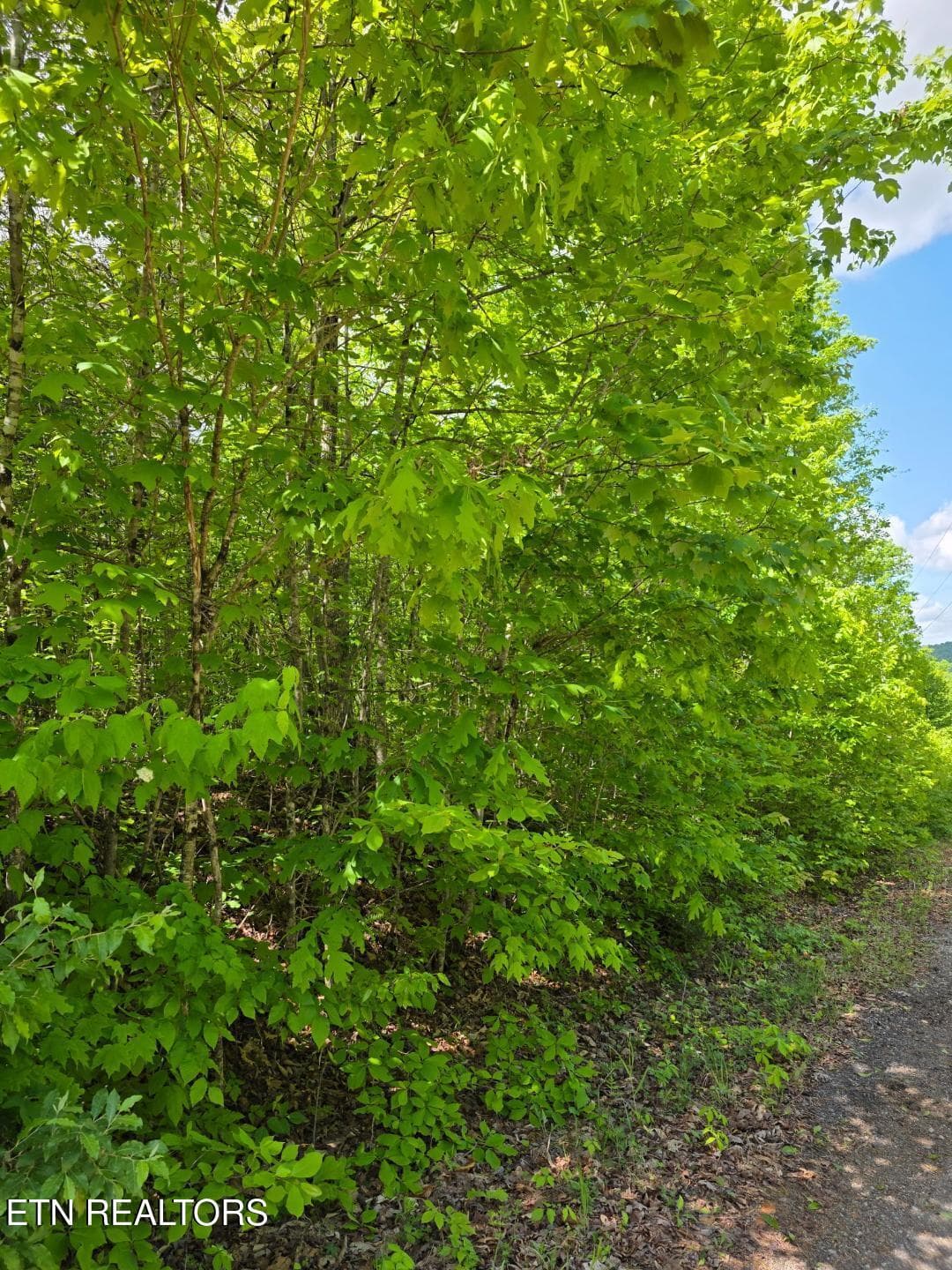 thumbnail (3) - Crestwood Drive, Speedwell, TN 37870