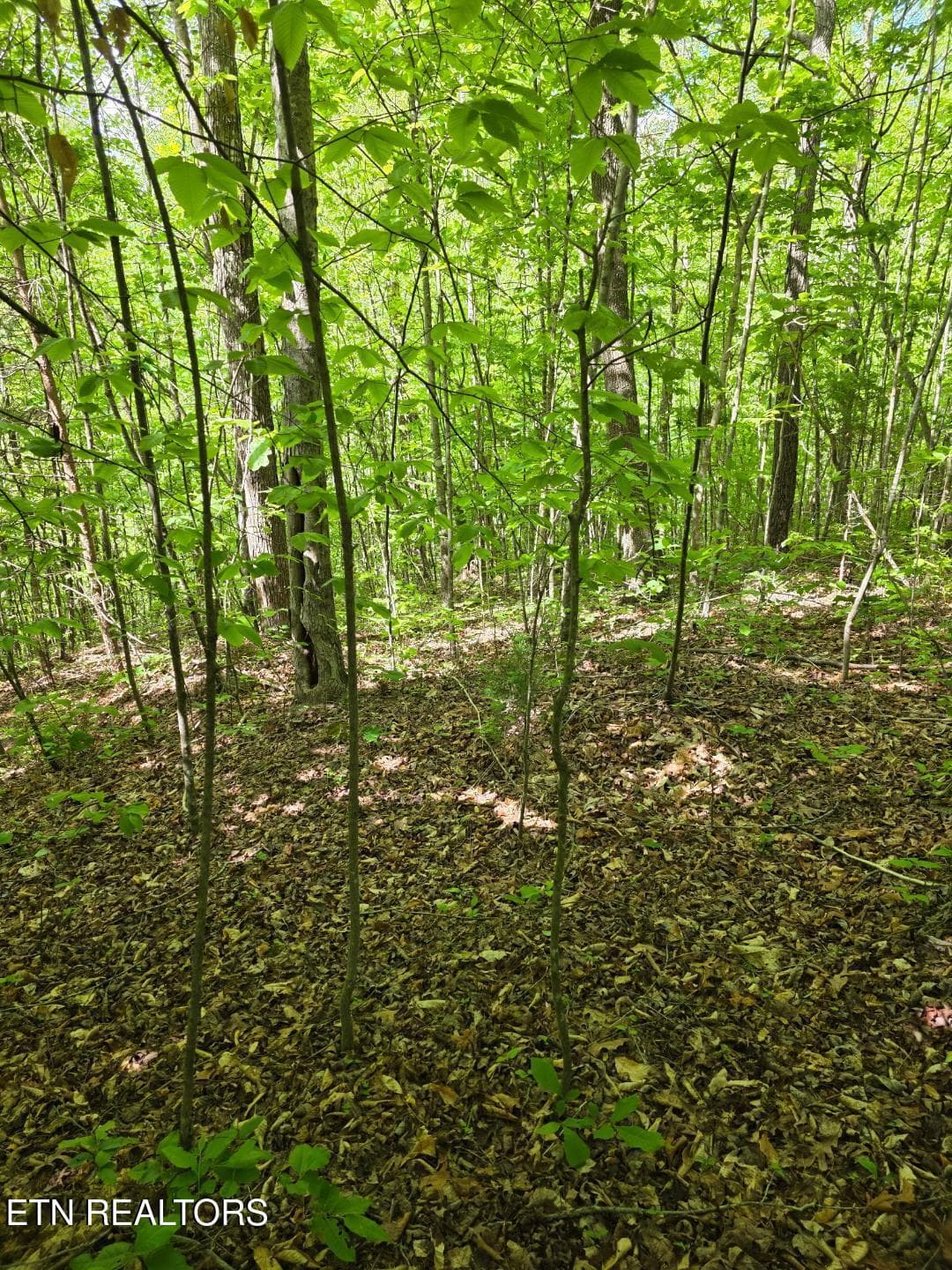 thumbnail (4) - Crestwood Drive, Speedwell, TN 37870