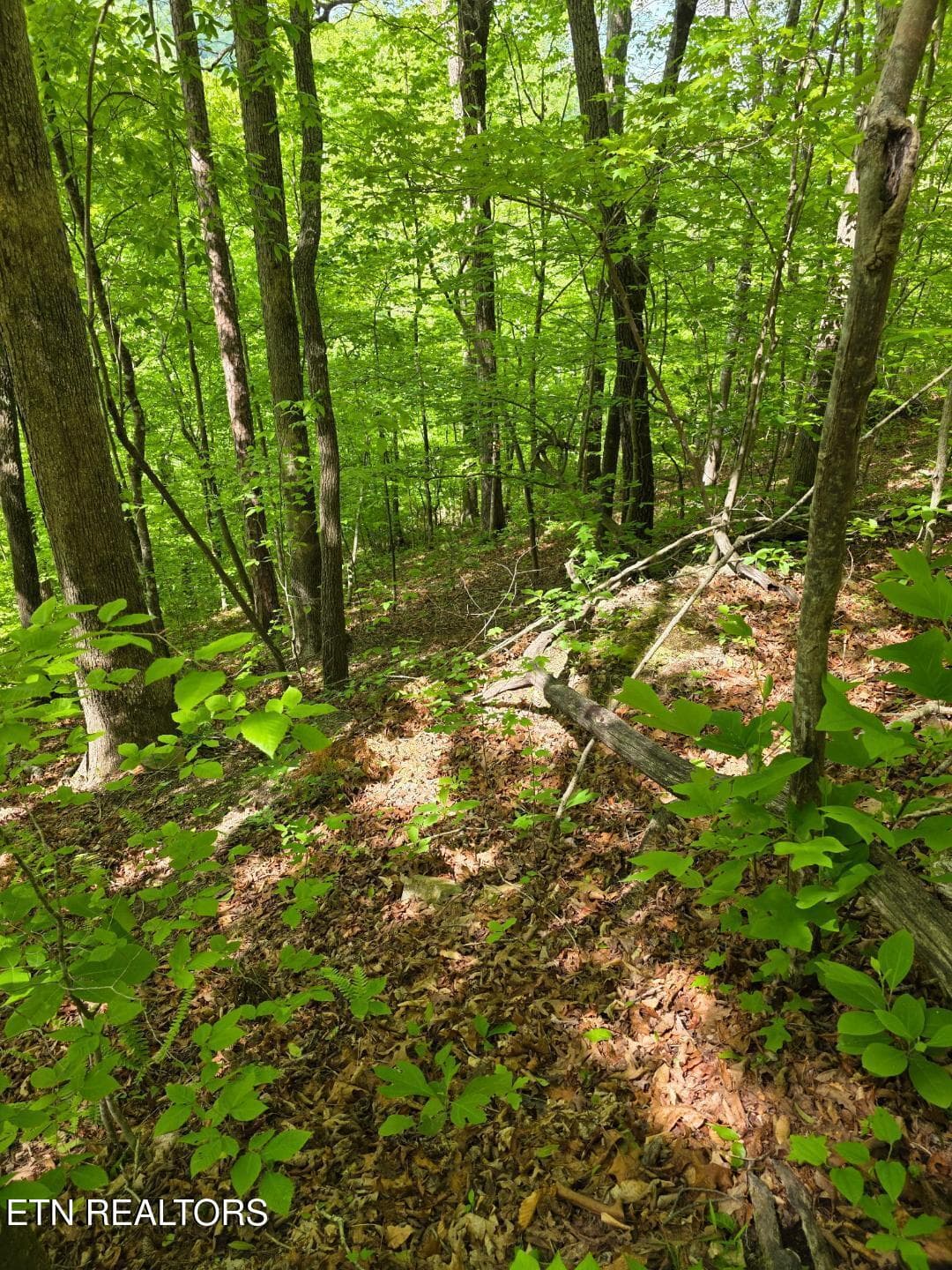thumbnail (5) - Crestwood Drive, Speedwell, TN 37870