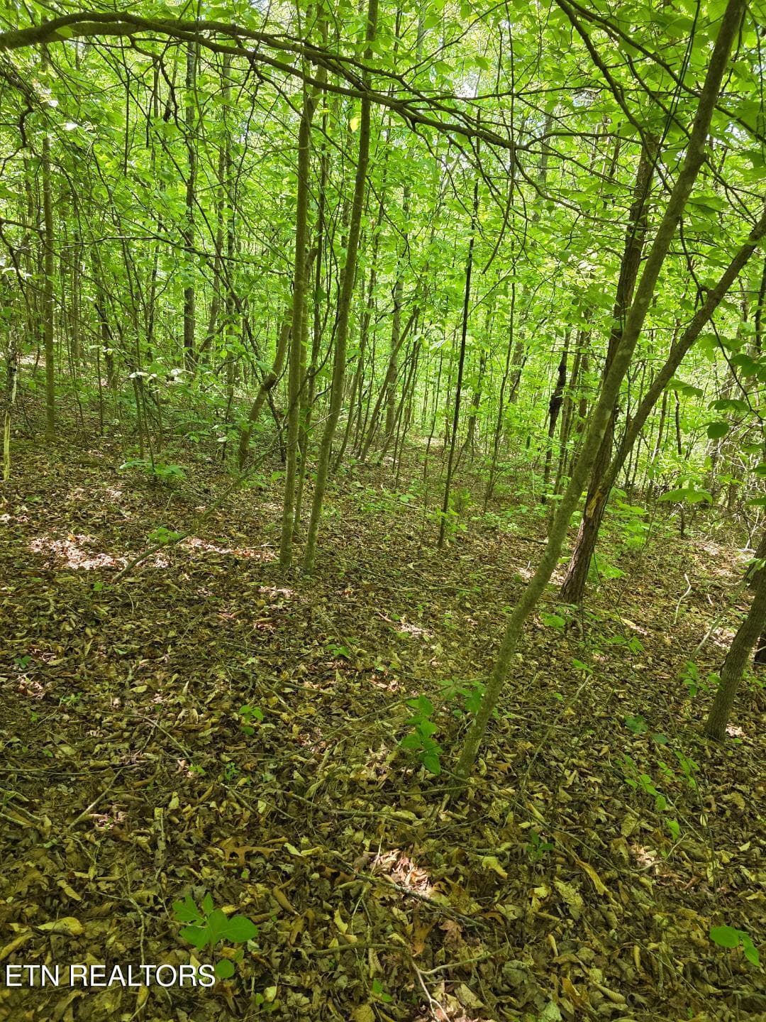 thumbnail (6) - Crestwood Drive, Speedwell, TN 37870