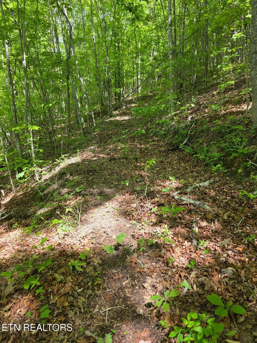 thumbnail (7) - Crestwood Drive, Speedwell, TN 37870