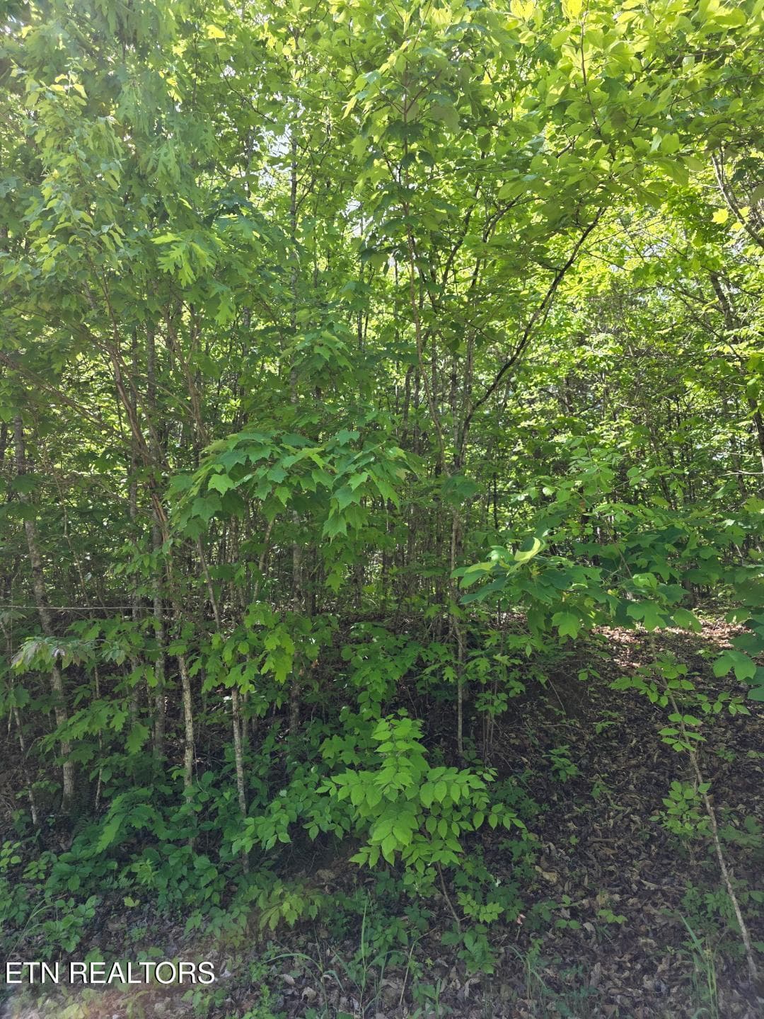 thumbnail (8) - Crestwood Drive, Speedwell, TN 37870