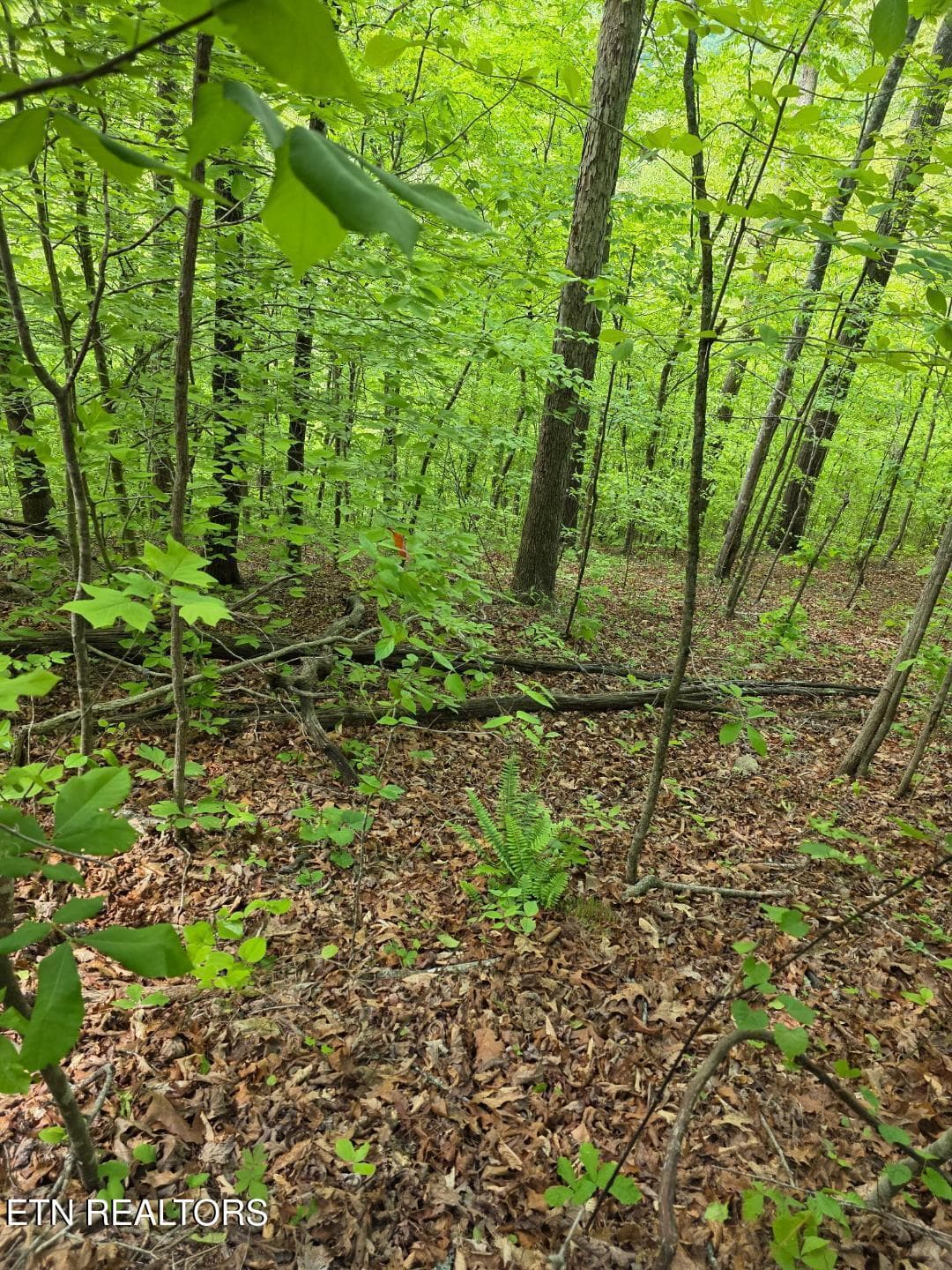 thumbnail (9) - Crestwood Drive, Speedwell, TN 37870