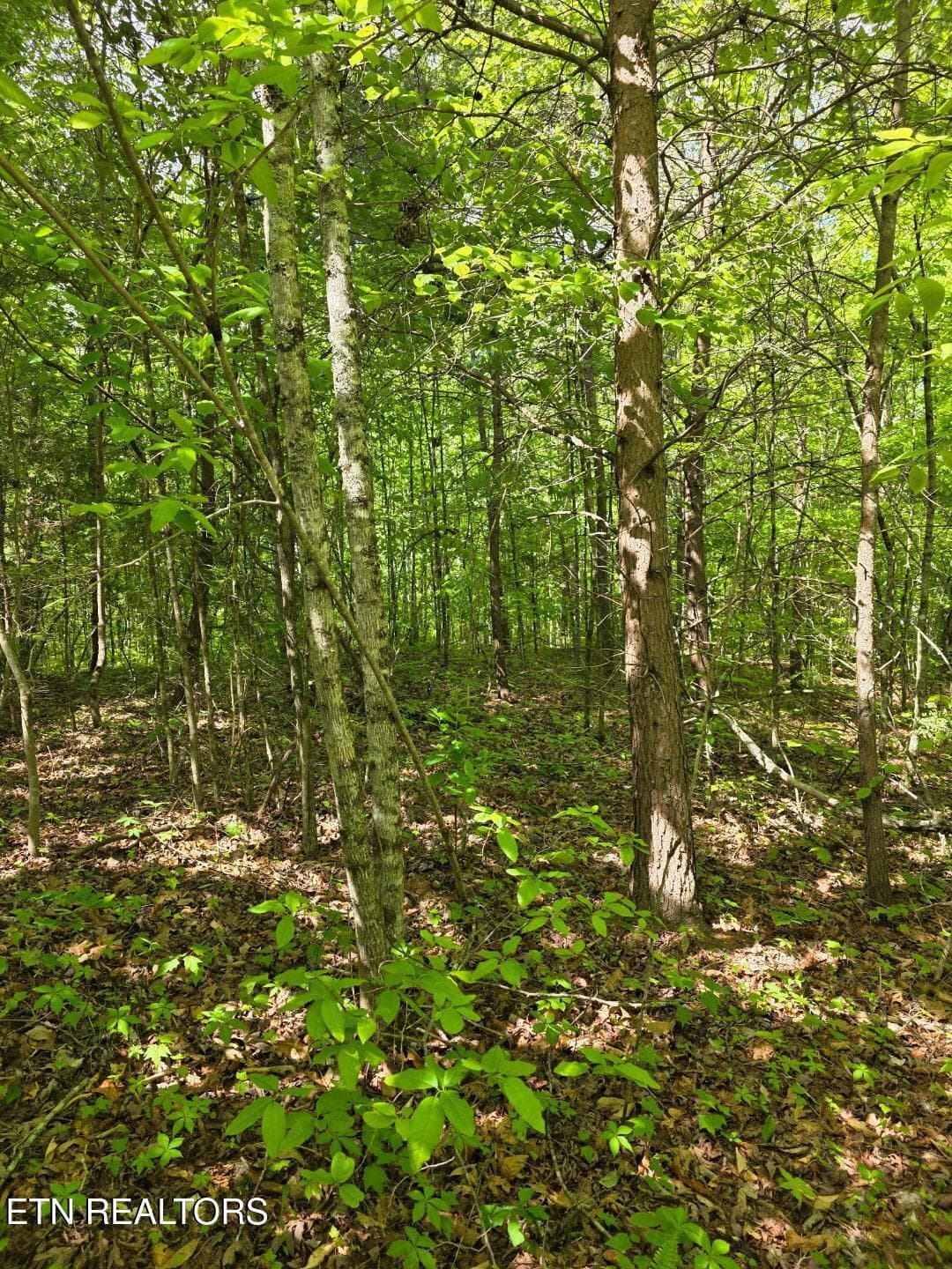 thumbnail - Crestwood Drive, Speedwell, TN 37870