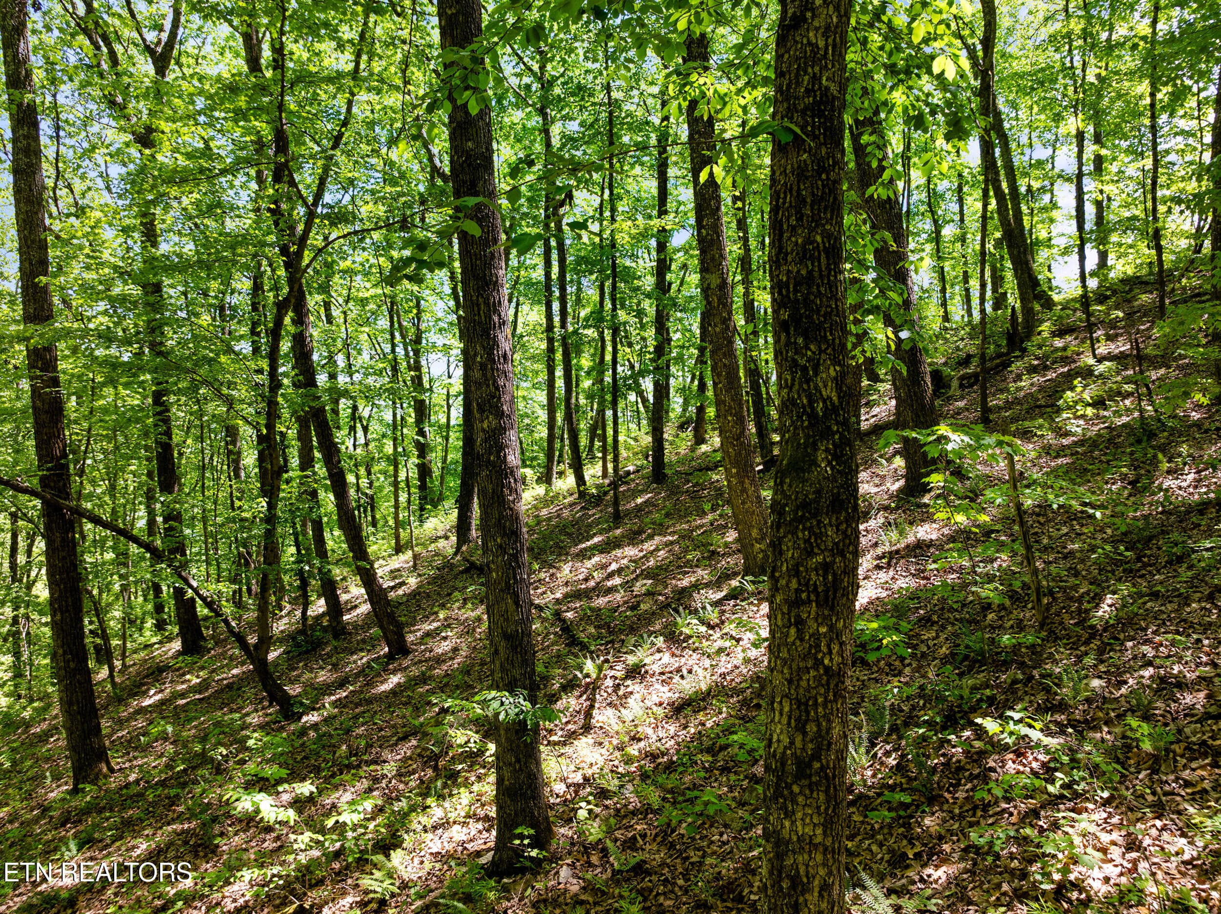 394 ridgewood rd-50 - 394 Ridgewood Rd, Harriman, TN 37748