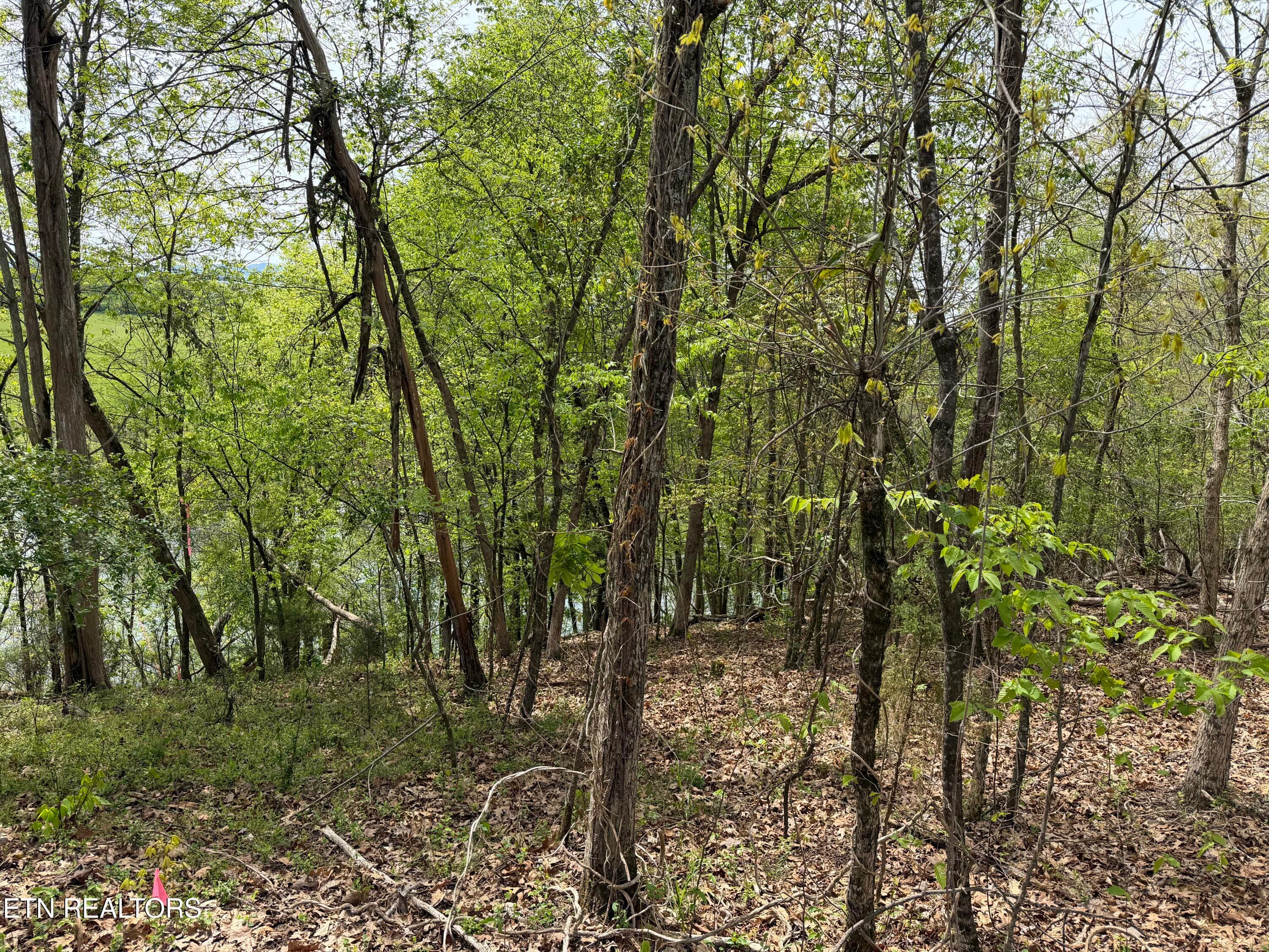IMG_0994 - John Spears Way, Sevierville, TN 37876