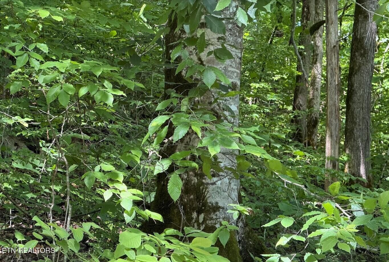 SC Land 10 - 0 Spring Creek Rd, Cookeville, TN 38501