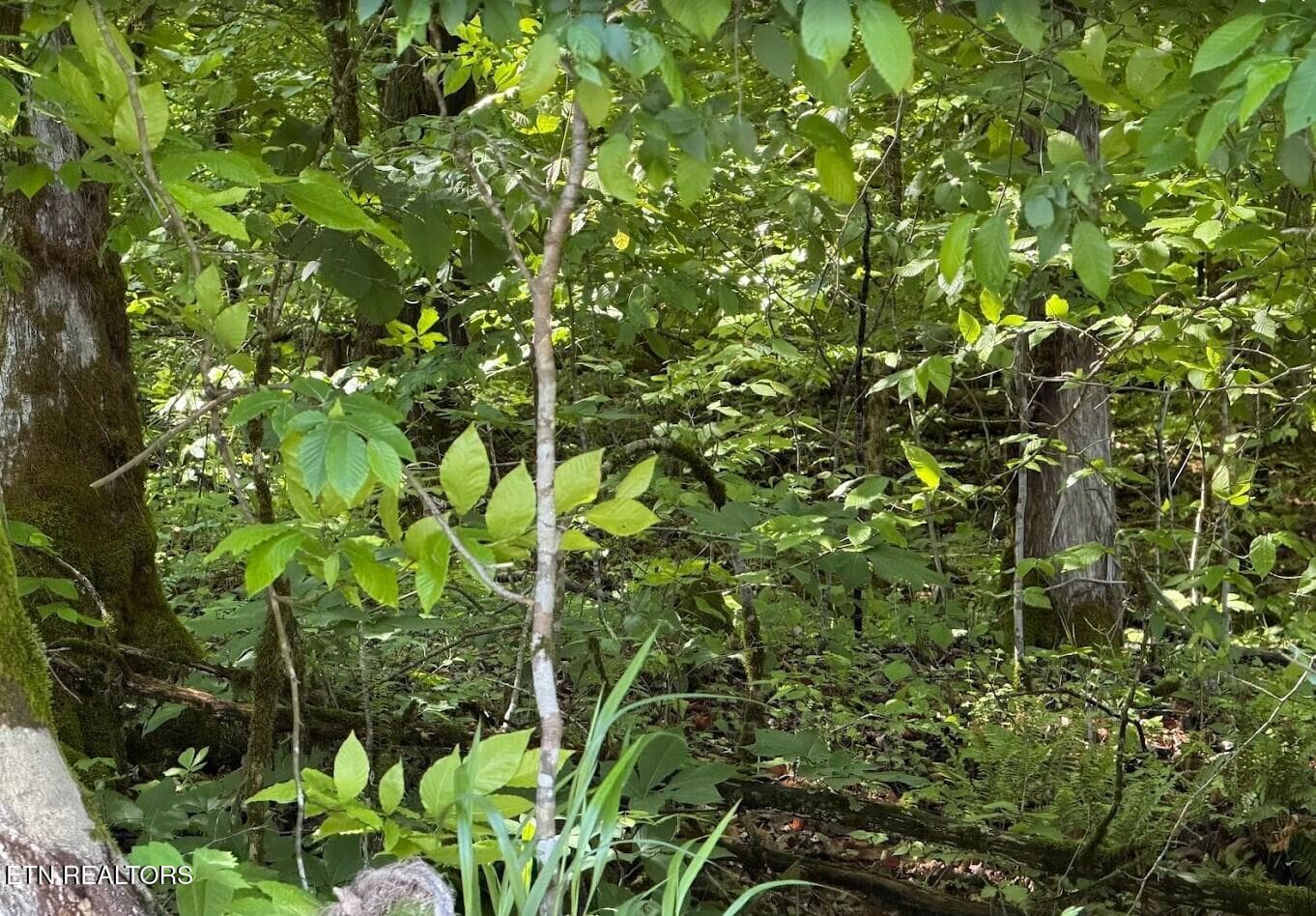 SC Land 4 - 0 Spring Creek Rd, Cookeville, TN 38501