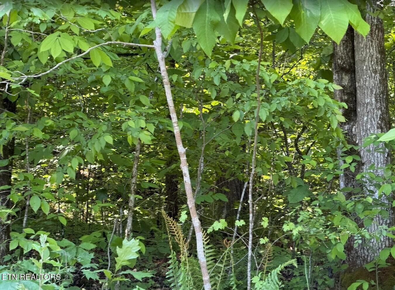 SC Land 5 - 0 Spring Creek Rd, Cookeville, TN 38501