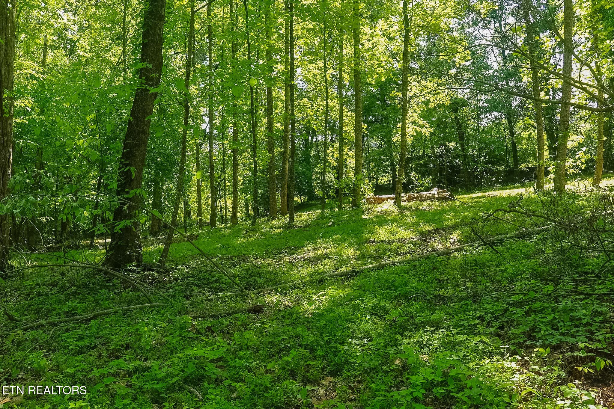 IMG_8257 - 984 Deerwood Drive, Dandridge, TN 37725, Dandridge